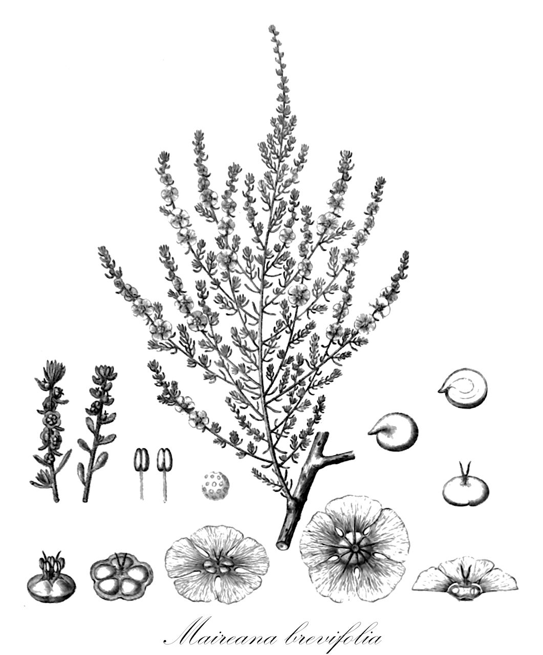 Maireana brevifolia - Amaranthaceae,Plantae,Pteridobiotina,Angiosperms,Caryophyllales,Amaranthaceae,Maireana,Maireana brevifolia,Enchylaena tamariscina, Kochia brevifolia, Kochia tamariscina, Kochia thymifolia, Salsola brachyphylla, Suaeda feliciana, Suaeda tamariscina,me'irit kitzrat-'alim;מְאִירִית קִצְרַת-עָלִים