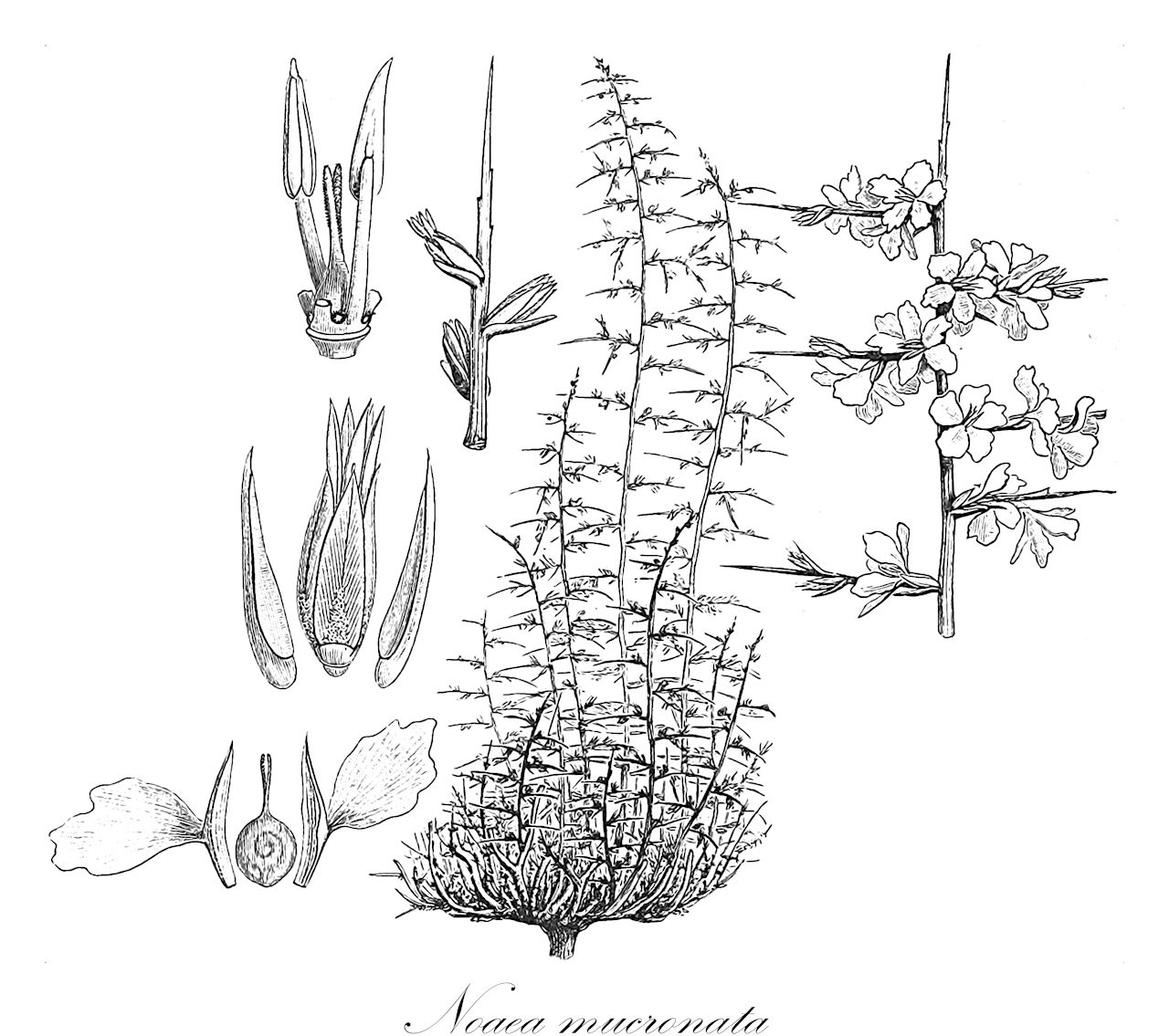 Noaea mucronata - Amaranthaceae,Plantae,Pteridobiotina,Angiosperms,Caryophyllales,Amaranthaceae,Noaea,Noaea mucronata,Anabasis echinus, Anabasis spinosissima, Halogeton spinosissimus, Noaea spinosissima, Salsola camphorosmoides, Salsola mucronata,ноэа остроконечная;hölmez otu;no'it kotzanit;נוֹאִית קוֹצָנִית