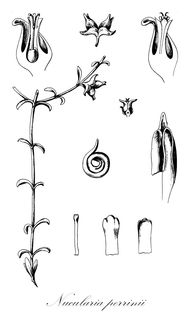 Nucularia perrinii - Amaranthaceae,Plantae,Pteridobiotina,Angiosperms,Caryophyllales,Amaranthaceae,Nucularia,Nucularia perrinii,Nucularia perrinii var. incrassata,нукулярия