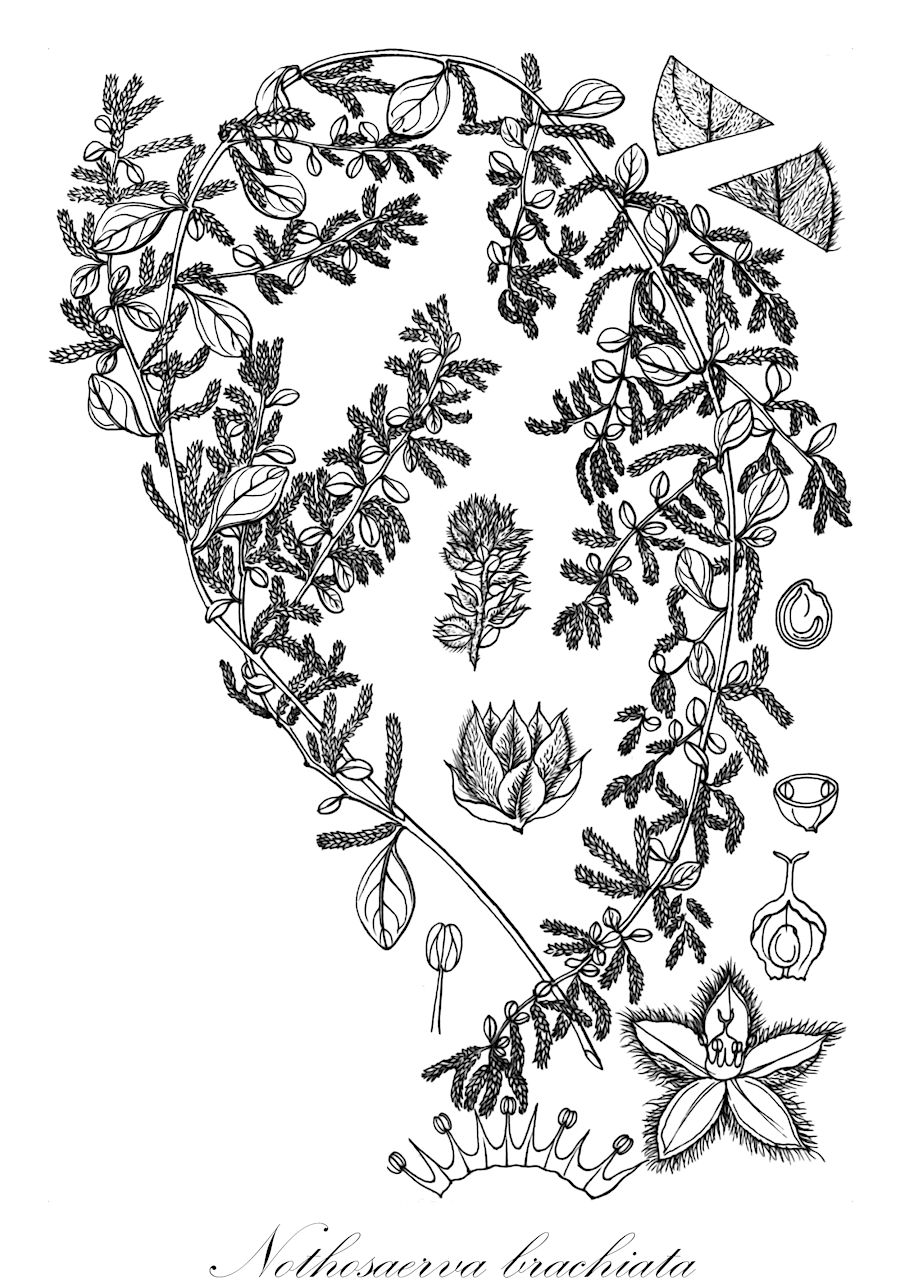 Nothosaerva brachiata - Amaranthaceae,Plantae,Pteridobiotina,Angiosperms,Caryophyllales,Amaranthaceae,Nothosaerva,Nothosaerva brachiata,Achyranthes brachiata, Aerva brachiata, Aerva chenopodiifolia, Amaranthus minutus, Illecebrum brachiatum, Pseudanthus brachiatus