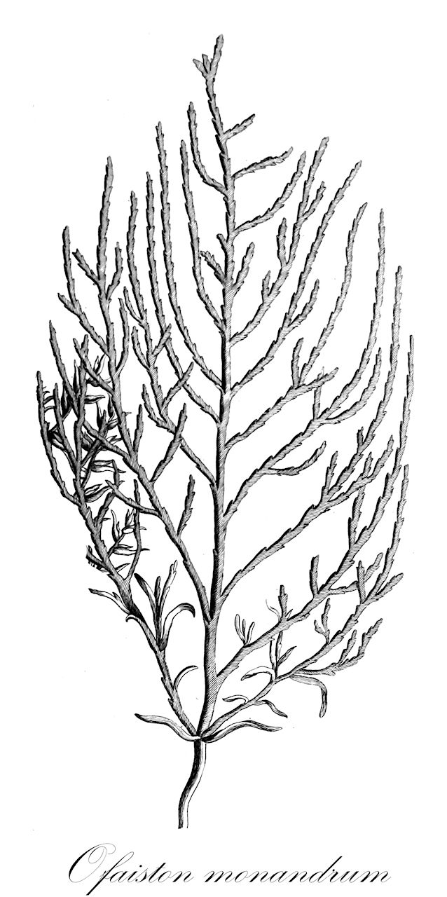 Ofaiston monandrum - Amaranthaceae,Plantae,Pteridobiotina,Angiosperms,Caryophyllales,Amaranthaceae,Ofaiston,Ofaiston monandrum,Anabasis juncea, Halocnemum monandrum, Halogeton monandrus, Ofaiston paucifolium, Salsola monandra,офайстон однотычинковый;офайстон однотичинковий