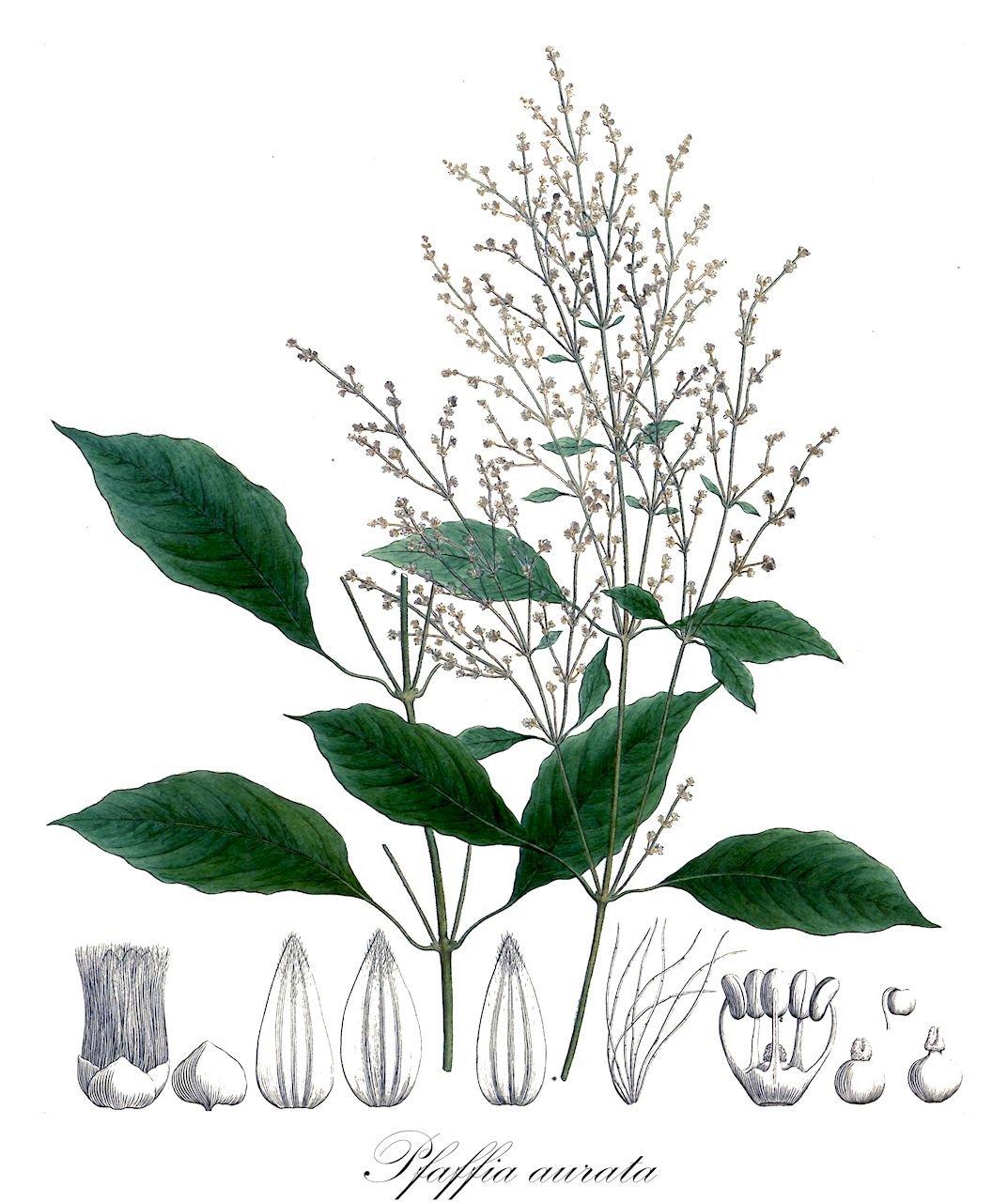 Pfaffia aurata - Amaranthaceae,Plantae,Pteridobiotina,Angiosperms,Caryophyllales,Amaranthaceae,Pfaffia,Pfaffia aurata,Hebanthe aurata, Iresine aurata, Trommsdorffia aurata