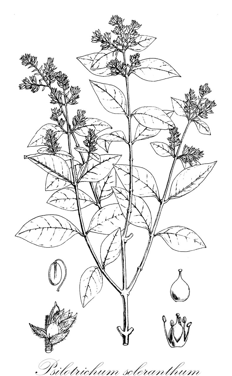 Psilotrichum scleranthum - Amaranthaceae,Plantae,Pteridobiotina,Angiosperms,Caryophyllales,Amaranthaceae,Psilotrichum,Psilotrichum scleranthum,Psilotrichum africanum