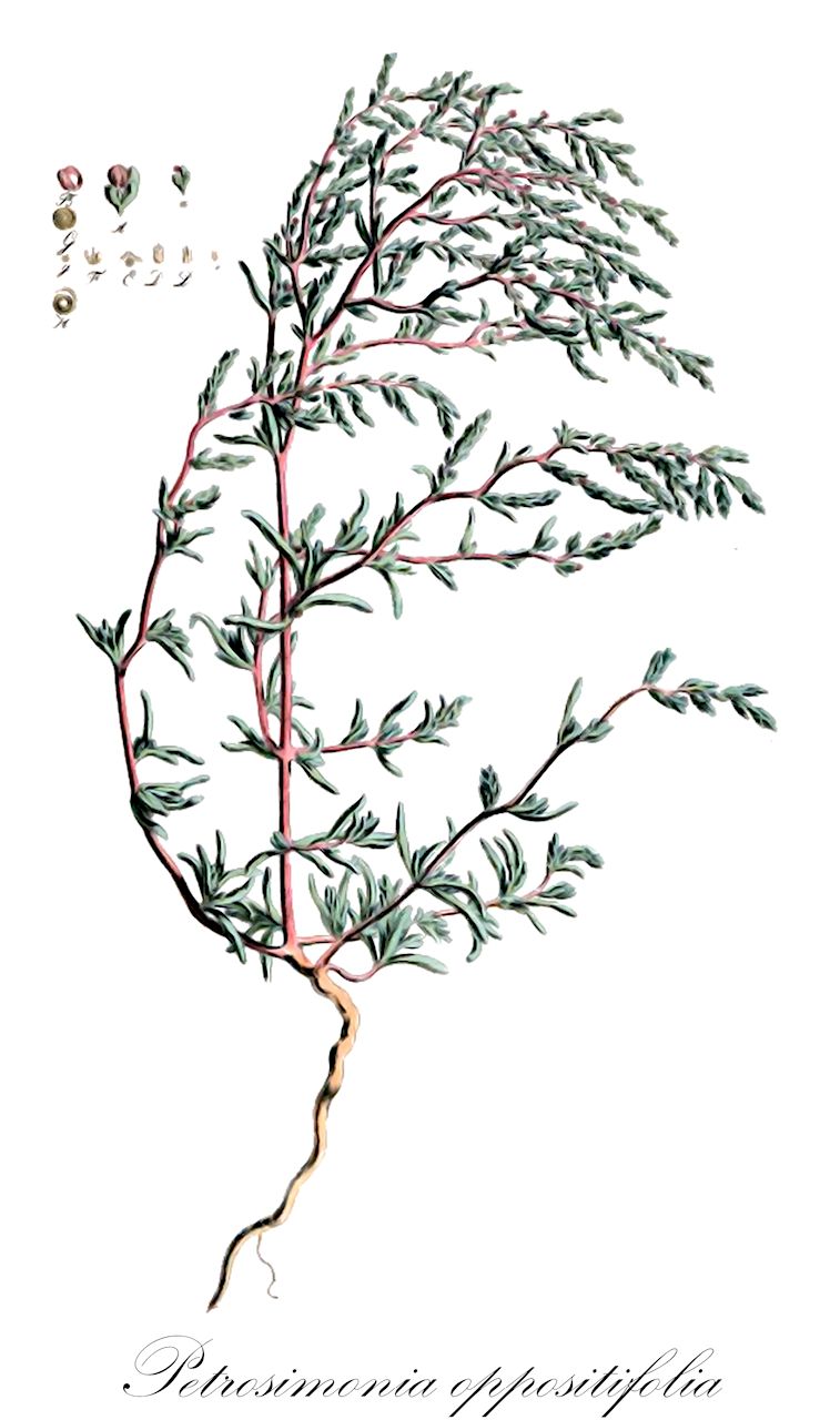 Petrosimonia oppositifolia - Amaranthaceae,Plantae,Pteridobiotina,Angiosperms,Caryophyllales,Amaranthaceae,Petrosimonia,Petrosimonia oppositifolia,Anabasis oppositifolia, Halimocnemis crassifolia, Halimocnemis oppositifolia, Petrosimonia crassifolia, Polycnemum crassifolium, Polycnemum oppositifolium,петросимония толстолистная;хруплявник супротивнолистный;петросимонія супротивнолиста