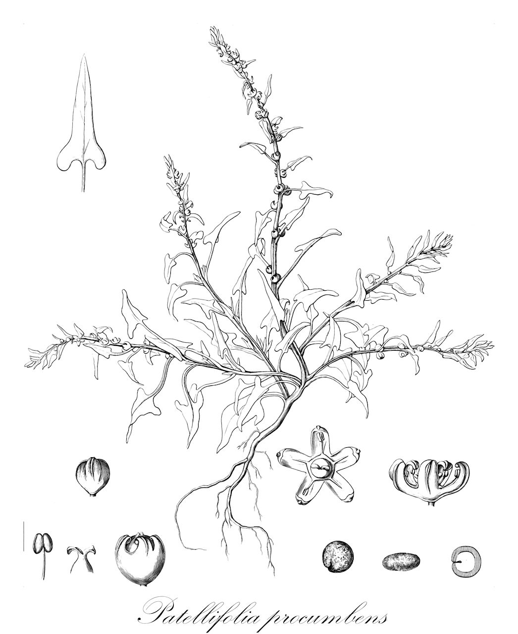 Patellifolia procumbens - Amaranthaceae,Plantae,Pteridobiotina,Angiosperms,Caryophyllales,Amaranthaceae,Patellifolia,Patellifolia procumbens,Beta diffusa, Beta hastata, Beta monodiana, Beta patellaris, Beta patellaris f. campanulata, Beta patellaris f. diffusa, Beta patellaris f. luthereaui, Beta patellaris f. monodiana, Beta patellaris var. diffusa, Beta patellaris var. luthereaui, Beta patellaris var. monodiana, Beta procumbens, Beta procumbens, Beta pumila, Beta sylvestris, Beta webbiana, Patellaria cordata, Patellaria procumbens, Patellaria webbiana, Patellifolia patellaris, Patellifolia webbiana, Tetragonia pentandra