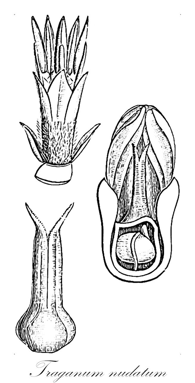 Traganum nudatum - Amaranthaceae,Plantae,Pteridobiotina,Angiosperms,Caryophyllales,Amaranthaceae,Traganum,Traganum nudatum,Traganum acuminatum, Traganum nudatum var. acuminatum, Traganum nudatum var. microphyllum,damrane;траганум головатый;zizayim chasufim;זִיזַיִם חֲשׂוּפִים;ضمران
