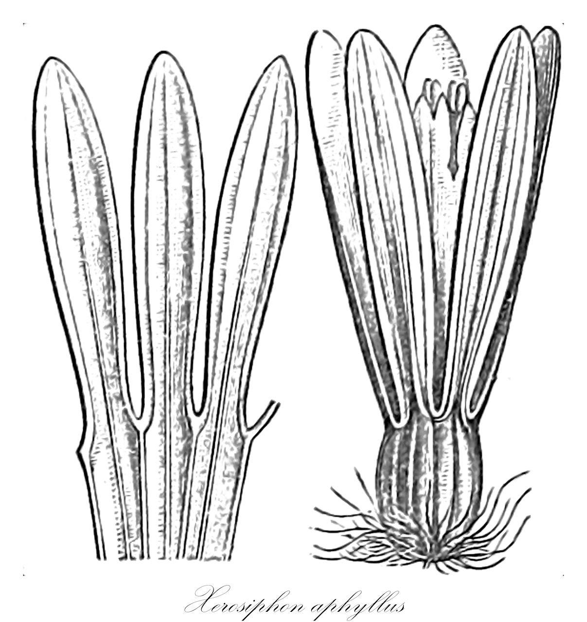 Xerosiphon aphyllus - Amaranthaceae,Plantae,Pteridobiotina,Angiosperms,Caryophyllales,Amaranthaceae,Xerosiphon,Xerosiphon aphyllus,Gomphrena aphylla, Gomphrena aphylla f. spicata, Xeraea aphylla