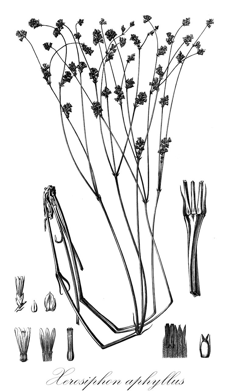 Xerosiphon aphyllus - Amaranthaceae,Plantae,Pteridobiotina,Angiosperms,Caryophyllales,Amaranthaceae,Xerosiphon,Xerosiphon aphyllus,Gomphrena aphylla, Gomphrena aphylla f. spicata, Xeraea aphylla