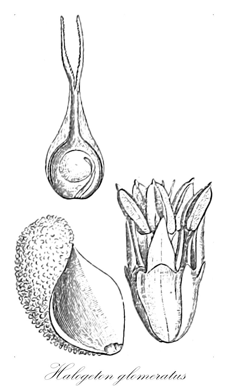 Halogeton glomeratus - Amaranthaceae,Plantae,Pteridobiotina,Angiosperms,Caryophyllales,Amaranthaceae,Halogeton,Halogeton glomeratus,Anabasis glomerata, Halogeton glomeratus, Halogeton glomeratus var. glomeratus, Salsola glomerata,saltlover