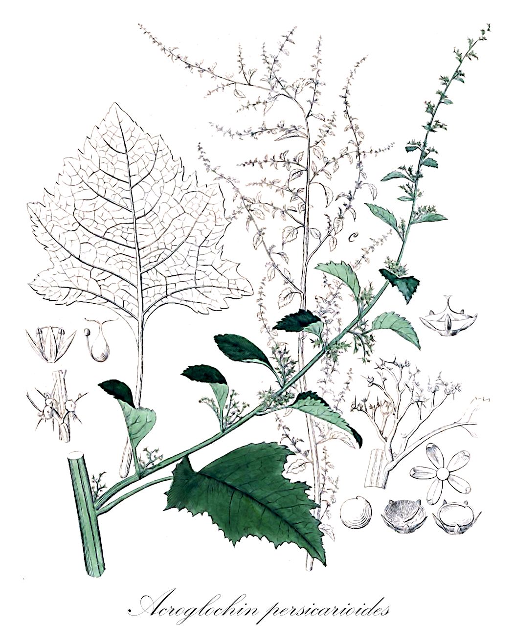 Acroglochin persicarioides - Amaranthaceae,Plantae,Pteridobiotina,Angiosperms,Caryophyllales,Amaranthaceae,Acroglochin,Acroglochin persicarioides,Acroglochin chenopodioides, Acroglochin persicarioides var. muliensis, Acroglochin persicarioides var. multiflora, Acroglochin schraderiana, Amaranthus acroglochin, Amaranthus cauliflorus, Amaranthus diandrus, Amaranthus persicarioides, Blitanthus nepalensis, Boehmeria amarantus