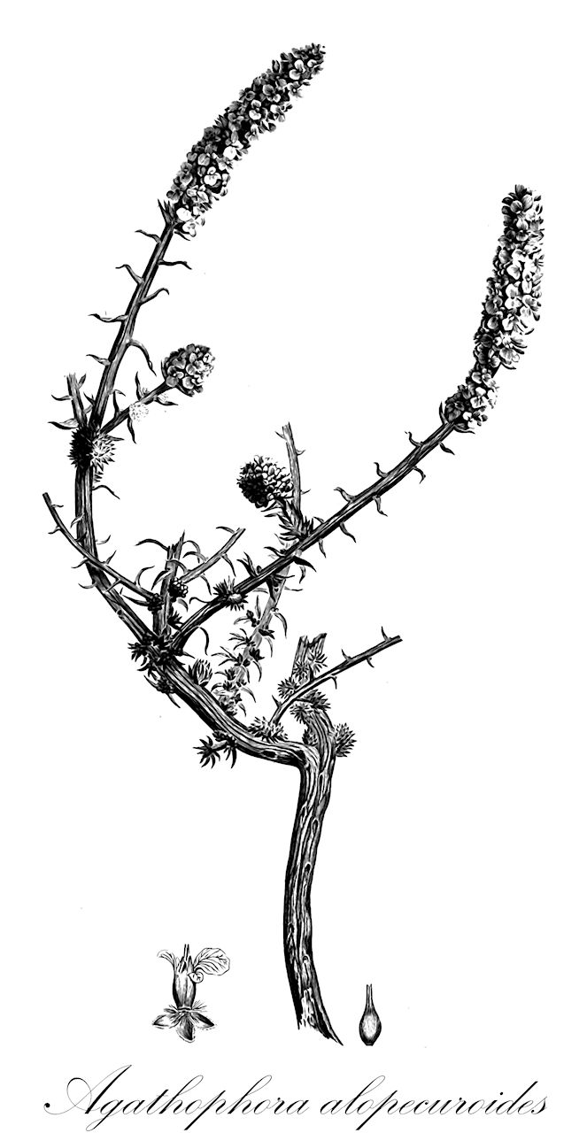 Agathophora alopecuroides - Amaranthaceae,Plantae,Pteridobiotina,Angiosperms,Caryophyllales,Amaranthaceae,Agathophora,Agathophora alopecuroides,Aellenia postii, Agathophora galalensis, Agathophora postii, Anabasis alopecuroides, Halogeton alopecuroides, Salsola alopecurioides, Salsola postii,агатофора лисохвостная;matlulan ha'aravot;מַתְלוּלַן הָעֲרָבוֹת