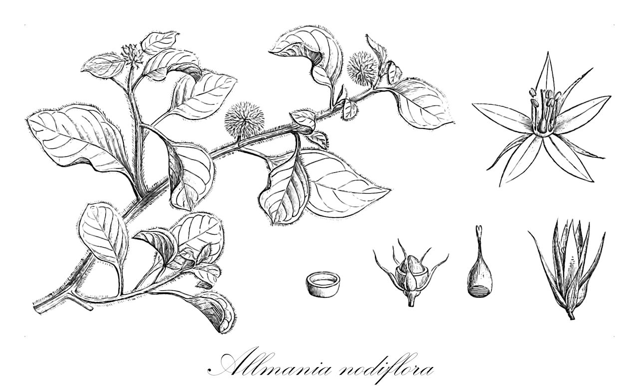 Allmania nodiflora - Amaranthaceae,Plantae,Pteridobiotina,Angiosperms,Caryophyllales,Amaranthaceae,Allmania,Allmania nodiflora,Achyranthes mucronata, Achyranthes nodiflora, Allmania albida, Allmania aspera, Allmania dichotoma, Allmania longipedunculata, Allmania nodiflora var. angustifolia, Allmania nodiflora var. aspera, Allmania nodiflora var. depauperata, Allmania nodiflora var. dichotoma, Allmania nodiflora var. esculenta, Allmania nodiflora var. longipedunculata, Allmania nodiflora var. procumbens, Allmania procumbens, Belutta peduncularis, Belutta sessilis, Celosia albida, Celosia aspera, Celosia dichotoma, Celosia mucronata, Celosia nodiflora, Celosia pallida, Chamissoa albida, Chamissoa albida, Chamissoa angustifolia, Chamissoa aspera, Chamissoa brownii, Chamissoa dichotoma, Chamissoa esculenta, Chamissoa javanica, Chamissoa nodiflora, Chamissoa pyramidalis