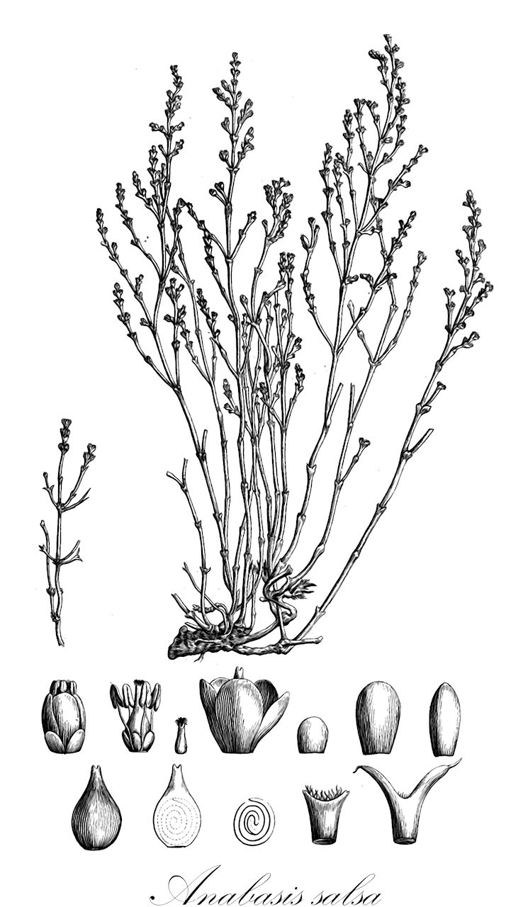 Anabasis salsa - Amaranthaceae,Plantae,Pteridobiotina,Angiosperms,Caryophyllales,Amaranthaceae,Anabasis,Anabasis salsa,Anabasis ramosa, Anabasis ramosissima, Brachylepis humilis, Brachylepis ramosissima, Brachylepis salsa