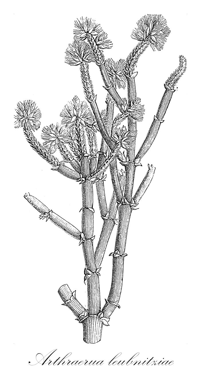 Arthraerua leubnitziae - Amaranthaceae,Plantae,Pteridobiotina,Angiosperms,Caryophyllales,Amaranthaceae,Arthraerua,Arthraerua leubnitziae,Aerva desertorum, Aerva leubnitziae