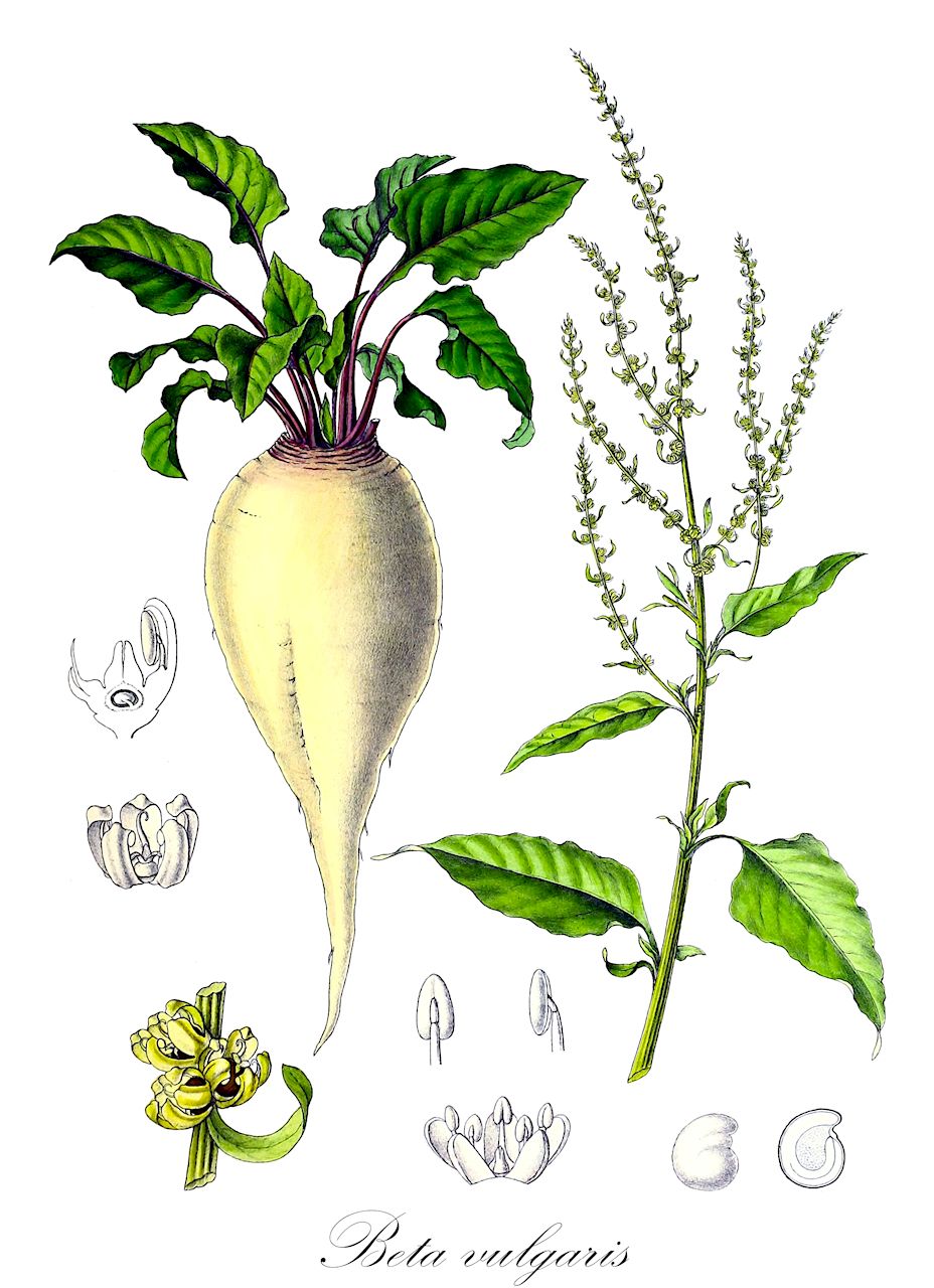 Beta vulgaris - Amaranthaceae,Plantae,Pteridobiotina,Angiosperms,Caryophyllales,Amaranthaceae,Beta,Beta vulgaris,Beta alba, Beta altissima, Beta atriplicifolia, Beta bengalensis, Beta brasiliensis, Beta carnulosa, Beta cicla, Beta cicla, Beta cicla var. argentea, Beta cicla var. viridis, Beta crispa, Beta decumbens, Beta esculenta, Beta foliosa, Beta hortensis, Beta hybrida, Beta incarnata, Beta lutea, Beta marina, Beta maritima, Beta maritima subsp. atriplicifolia, Beta maritima subsp. danica, Beta maritima subsp. marcosii, Beta maritima subsp. orientalis, Beta maritima var. atriplicifolia, Beta maritima var. erecta, Beta maritima var. glabra, Beta maritima var. pilosa, Beta maritima var. prostrata, Beta noeana, Beta orientalis, Beta orientalis, Beta purpurea, Beta rapa, Beta rapacea, Beta rosea, Beta sativa, Beta stricta, Beta sulcata, Beta triflora, Beta vulgaris subsp. asiatica, Beta vulgaris subsp. cicla, Beta vulgaris subsp. cicla, Beta vulgaris subsp. foliosa, Beta vulgaris subsp. lomatogonoides, Beta vulgaris subsp. maritima, Beta vulgaris subsp. maritima, Beta vulgaris subsp. orientalis, Beta vulgaris subsp. provulgaris, Beta vulgaris subsp. vulgaris, Beta vulgaris var. altissima, Beta vulgaris var. annua, Beta vulgaris var. asiatica, Beta vulgaris var. atriplicifolia, Beta vulgaris var. aurantia, Beta vulgaris var. cicla, Beta vulgaris var. coniciformis, Beta vulgaris var. crassa, Beta vulgaris var. debeauxii, Beta vulgaris var. foliosa, Beta vulgaris var. glabra, Beta vulgaris var. grisea, Beta vulgaris var. lutea, Beta vulgaris var. marcosii, Beta vulgaris var. maritima, Beta vulgaris var. mediasiatica, Beta vulgaris var. orientalis, Beta vulgaris var. ovaliformis, Beta vulgaris var. perennis, Beta vulgaris var. pilosa, Beta vulgaris var. rapacea, Beta vulgaris var. rosea, Beta vulgaris var. rubidus, Beta vulgaris var. rubra, Beta vulgaris var. rubrifolia, Beta vulgaris var. saccharifera, Beta vulgaris var. virescens, Beta vulgaris var. viridifolia, Beta vulgaris var. vulgaris,Eigentliche Zuckerrübe;Runkelrübe;Wilde Runkelrübe;Rübe;Wilde Rübe;Rote Rübe;Mangold;Wilde Runkelrübe;Beta-Rübe;Zucker-Rübe;Runkelrübe;Gelbe Beete;Gelbe Rübe;Rote Beete;Rote Rübe;Schnitt Mangold;Beta-Rübe;Rübe;Zucker-Rübe;Futter-Rübe;Runkel-Rübe;Wild-Rübe;Gewöhnliche Rübe;Mangold;Zuckerrübe;sea beet;foliage beet;root beet;beet;spinach chard;swiss cha rd;mangel-wurzel;sugar beet;common beet;beet & sea beet;Betterave;betterave maritime;bette à cardes;betterave sauvage;bette à cotes;bette maritime;betterave à sucre;jotte;betterave fourragère;poirée à couper;bette;betterave potagère;bette vulgaire;betterave rouge à salade;blette;carde;poirée;remolacha;acelga silvestre;acelga;remolacha de azucar;acelga bravía;remolacha hortelana;acelga marina;bleda;acelga selvaje;forraggio;acelgueta de monte;beterraga forrajera;remolacha azucarra;acelga negra;remolacha colorada;betabel;celga;beterraga azucarra;Bietola comune;bietola;bietola marina;barbabietola da foraggio;barbabietola d'insalata;barbietola zuccherina;bieta a foglia;bietola da coste;barbietola da orto;bietola bianca;beetwortel;strandbiet;roode biet;biet;snijbiet;suikerbiet;rode biet;voederbiet;roode beetwortel;betteraap;suikerwortel;kroot;mangelwortel;rode beetwortel;beterraba;acelga-brava;nabo;celga-brava;acelga;celga;свёкла;свёкла многолетняя;cвекла столовая;свёкла обыкновенная;кормовая свёкла;свёкла листовая;свёкла сахарная;pancar;kıyı pancarı;panxhar;panxhar i rëndomtë;pazi;bleda vulgar;bleda marítima;bleda vera;obična blitva;beta;strandbeta;foderbeta;mangold;rödbeta;sockerbeta;bede;strand-bede;foderbede;foderroe;rødbede;sukkerroe;burak pospolity;burak dziki;burak cukrowy;burak zwyczajny;navadna pesa;krmna pesa;blitva;rdeča pesa;sladkorna pesa;termesztett répa;cékla;cukorrépa;mángold;řepa burák;červená řepa;řepa obecná;cukrovka;krmná řepa;mangold;salátová řepa;sfeclă;repa obyčajná;cvikla;repa červená;repa cukrová;repa kŕmna;буряк звичайний;буряк морський;обикновено цвекло;peet;parastā biete;bete;stransbete;juurikas;merenjuurikas;сточна репа;шећерна репа;selek matzui;סֶלֶק מָצוּי;runkelis;tián cài;jūn dá cài;甜菜;tián luó bo;甜萝卜;莙荙菜;geun dae;sa tang mu;근대;사탕무