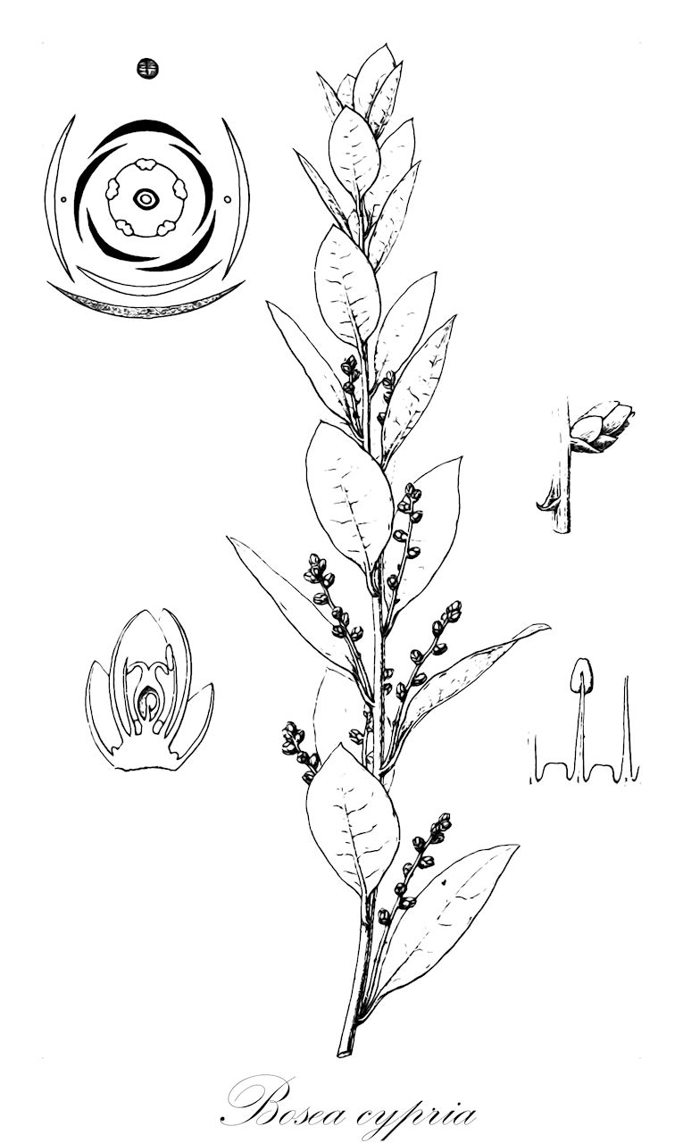 Bosea cypria - Amaranthaceae,Plantae,Pteridobiotina,Angiosperms,Caryophyllales,Amaranthaceae,Bosea,Bosea cypria