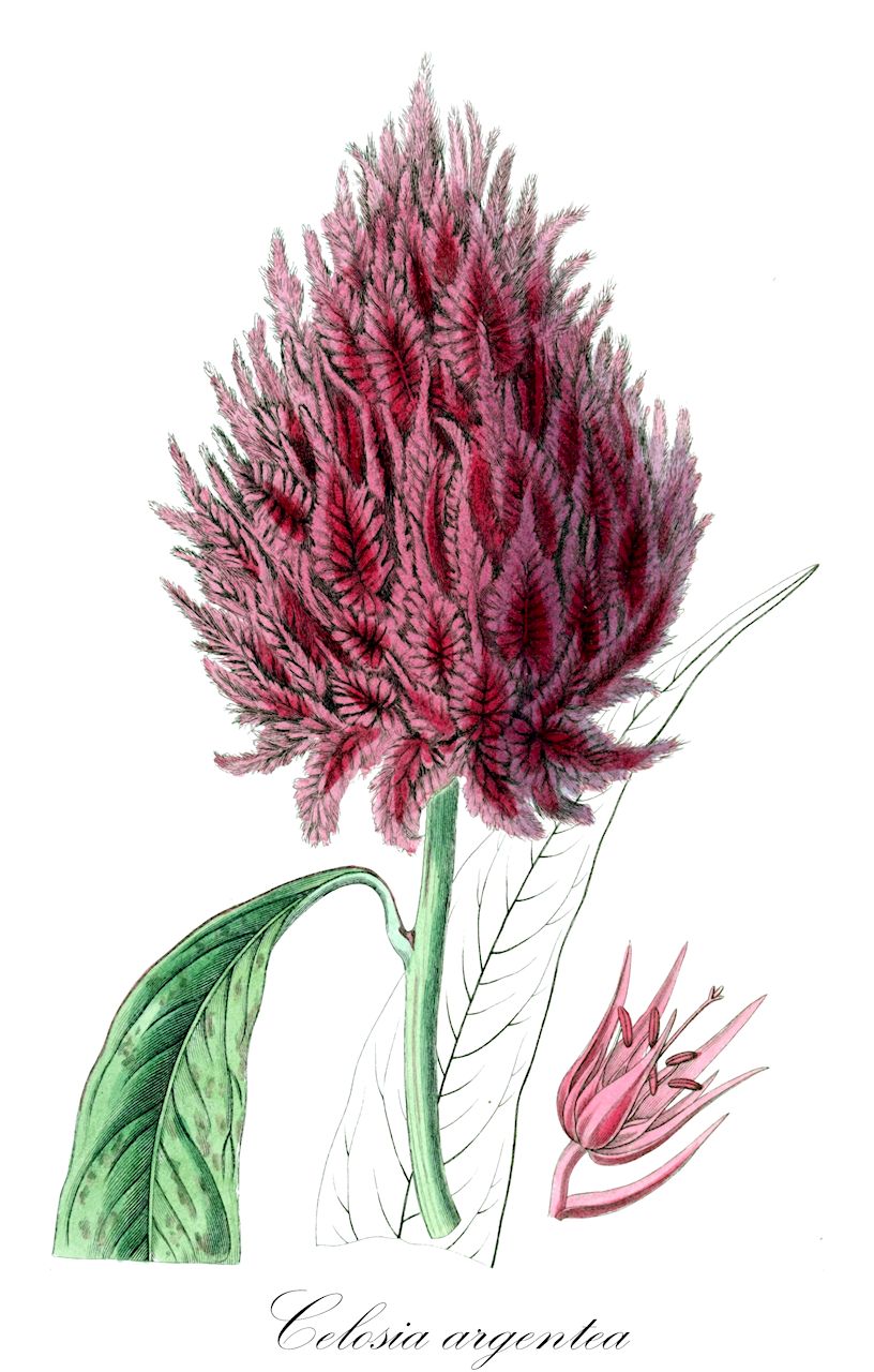Celosia argentea - Amaranthaceae,Plantae,Pteridobiotina,Angiosperms,Caryophyllales,Amaranthaceae,Celosia,Celosia argentea,Amaranthus cristatus, Amaranthus huttonii, Amaranthus purpureus, Amaranthus pyramidalis, Celosia argentea f. argentea, Celosia argentea f. cristata, Celosia argentea var. argentea, Celosia argentea var. cristata, Celosia aurea, Celosia castrensis, Celosia cernua, Celosia coccinea, Celosia comosa, Celosia cristata, Celosia debilis, Celosia huttonii, Celosia japonica, Celosia japonica, Celosia linearis, Celosia margaritacea, Celosia marylandica, Celosia pallida, Celosia plumosa, Celosia purpurea, Celosia purpurea, Celosia pyramidalis, Celosia splendens, Celosia swinhoei, Chamissoa margaritacea,Silber-Brandschopf;Hahnenkamm;silver cockscomb;célosie argentée;crête de coq;célosie laineuse;gran margrit;grande immortelle;krèt kok;mirabel;albahaca plateada;cresta de gallo;sciamito cresta-di-gallo;fior di velluto;celosia immortal;hanekam;crista-de-galo;crista-plumosa;петуший гребешок;целозия гребенчатая;целозия серебристая;lafshë gjeli;celosia;tuppkam;celosia;hanekam;celozja srebrzysta;nogeito;ノゲイトウ;keitô;nogeitô;ケイトウ;ezüst celózia;nevadlec hřebenitý;plamenník striebristý;целозія гребінчаста;sølvamarant;kukonharja;qīng xiāng;青葙;gae maen deu ra mi;maen deu ra mi;개맨드라미;맨드라미