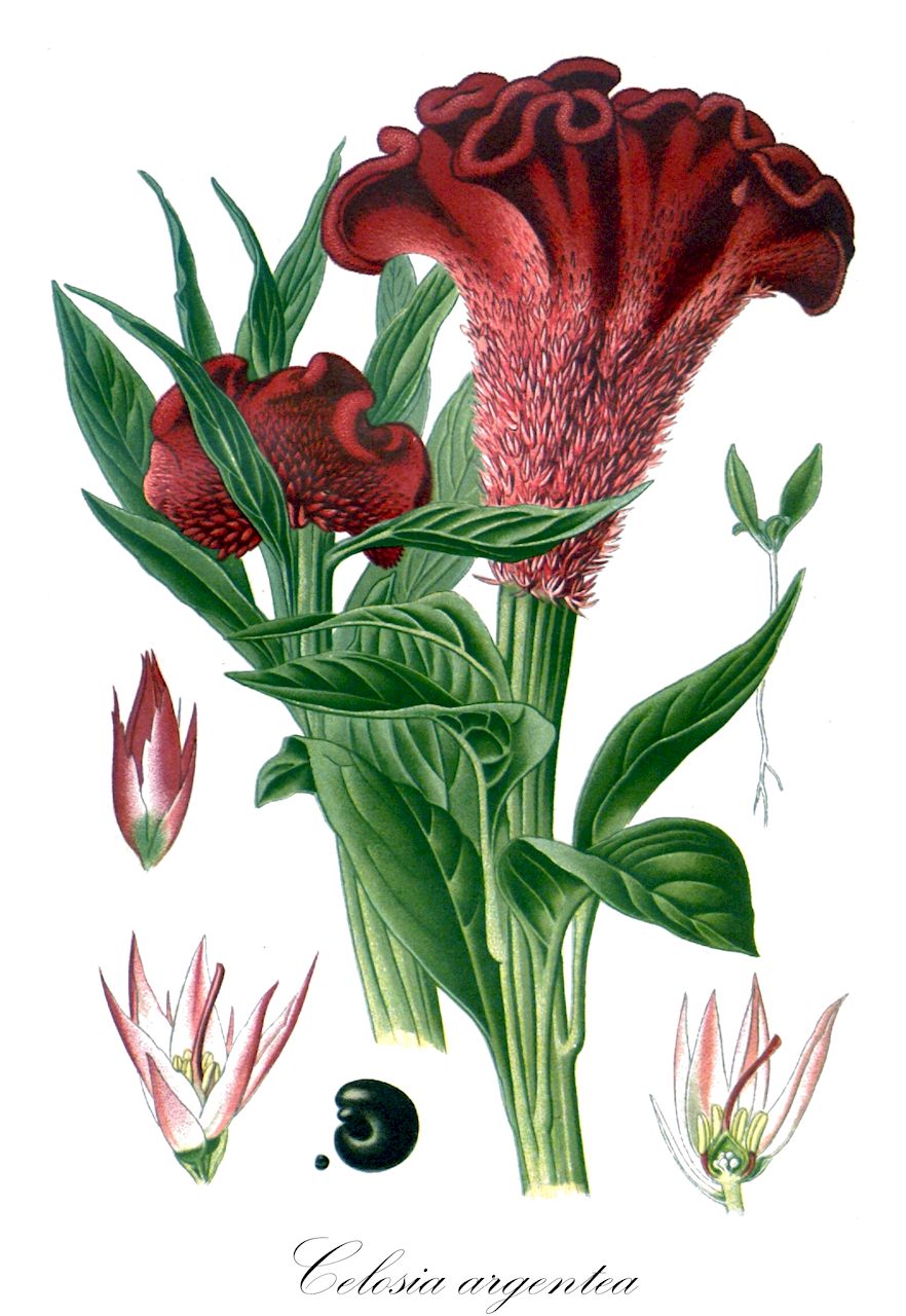 Celosia argentea - Amaranthaceae,Plantae,Pteridobiotina,Angiosperms,Caryophyllales,Amaranthaceae,Celosia,Celosia argentea,Amaranthus cristatus, Amaranthus huttonii, Amaranthus purpureus, Amaranthus pyramidalis, Celosia argentea f. argentea, Celosia argentea f. cristata, Celosia argentea var. argentea, Celosia argentea var. cristata, Celosia aurea, Celosia castrensis, Celosia cernua, Celosia coccinea, Celosia comosa, Celosia cristata, Celosia debilis, Celosia huttonii, Celosia japonica, Celosia japonica, Celosia linearis, Celosia margaritacea, Celosia marylandica, Celosia pallida, Celosia plumosa, Celosia purpurea, Celosia purpurea, Celosia pyramidalis, Celosia splendens, Celosia swinhoei, Chamissoa margaritacea,Silber-Brandschopf;Hahnenkamm;silver cockscomb;célosie argentée;crête de coq;célosie laineuse;gran margrit;grande immortelle;krèt kok;mirabel;albahaca plateada;cresta de gallo;sciamito cresta-di-gallo;fior di velluto;celosia immortal;hanekam;crista-de-galo;crista-plumosa;петуший гребешок;целозия гребенчатая;целозия серебристая;lafshë gjeli;celosia;tuppkam;celosia;hanekam;celozja srebrzysta;nogeito;ノゲイトウ;keitô;nogeitô;ケイトウ;ezüst celózia;nevadlec hřebenitý;plamenník striebristý;целозія гребінчаста;sølvamarant;kukonharja;qīng xiāng;青葙;gae maen deu ra mi;maen deu ra mi;개맨드라미;맨드라미