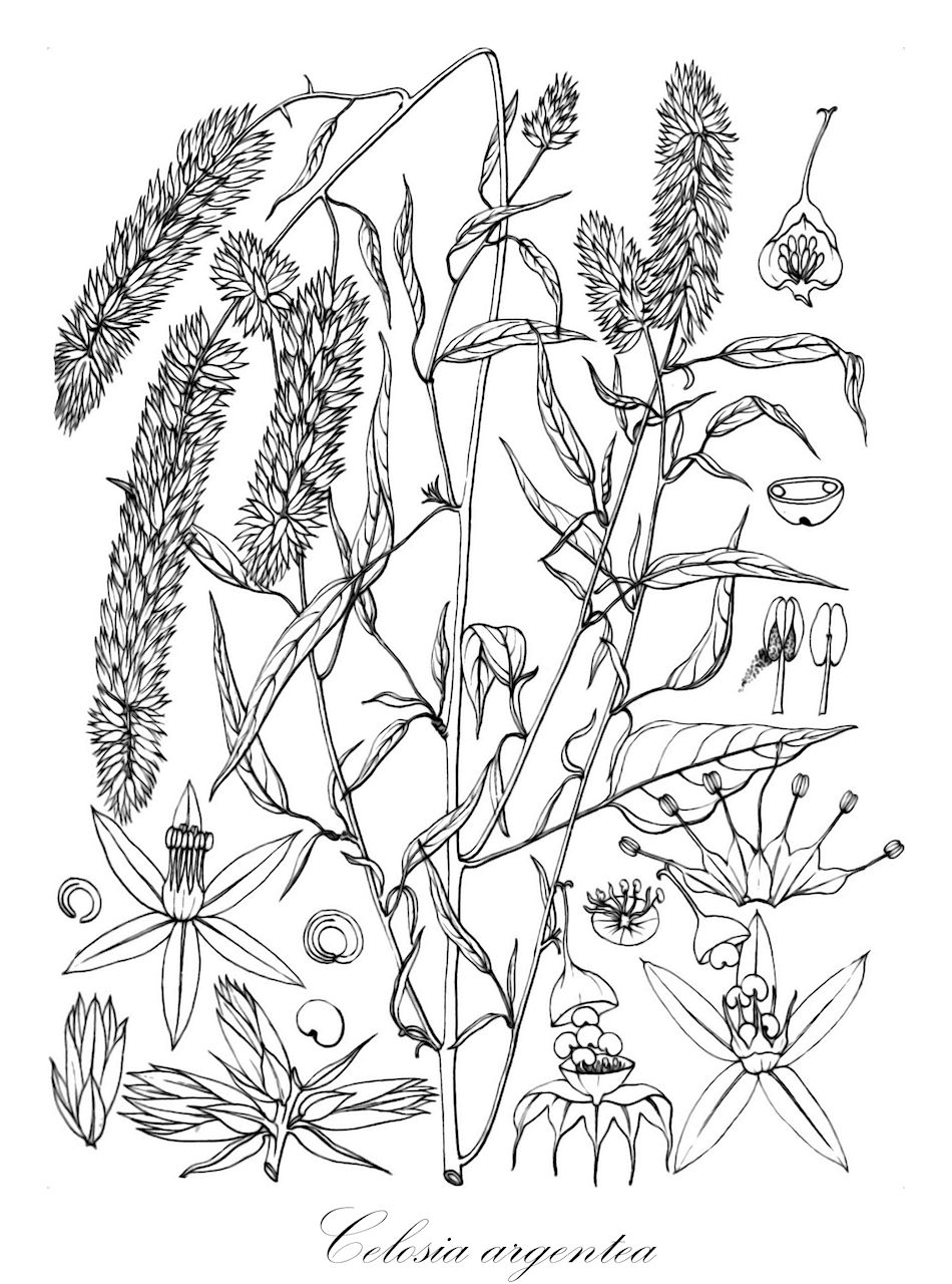 Celosia argentea - Amaranthaceae,Plantae,Pteridobiotina,Angiosperms,Caryophyllales,Amaranthaceae,Celosia,Celosia argentea,Amaranthus cristatus, Amaranthus huttonii, Amaranthus purpureus, Amaranthus pyramidalis, Celosia argentea f. argentea, Celosia argentea f. cristata, Celosia argentea var. argentea, Celosia argentea var. cristata, Celosia aurea, Celosia castrensis, Celosia cernua, Celosia coccinea, Celosia comosa, Celosia cristata, Celosia debilis, Celosia huttonii, Celosia japonica, Celosia japonica, Celosia linearis, Celosia margaritacea, Celosia marylandica, Celosia pallida, Celosia plumosa, Celosia purpurea, Celosia purpurea, Celosia pyramidalis, Celosia splendens, Celosia swinhoei, Chamissoa margaritacea,Silber-Brandschopf;Hahnenkamm;silver cockscomb;célosie argentée;crête de coq;célosie laineuse;gran margrit;grande immortelle;krèt kok;mirabel;albahaca plateada;cresta de gallo;sciamito cresta-di-gallo;fior di velluto;celosia immortal;hanekam;crista-de-galo;crista-plumosa;петуший гребешок;целозия гребенчатая;целозия серебристая;lafshë gjeli;celosia;tuppkam;celosia;hanekam;celozja srebrzysta;nogeito;ノゲイトウ;keitô;nogeitô;ケイトウ;ezüst celózia;nevadlec hřebenitý;plamenník striebristý;целозія гребінчаста;sølvamarant;kukonharja;qīng xiāng;青葙;gae maen deu ra mi;maen deu ra mi;개맨드라미;맨드라미