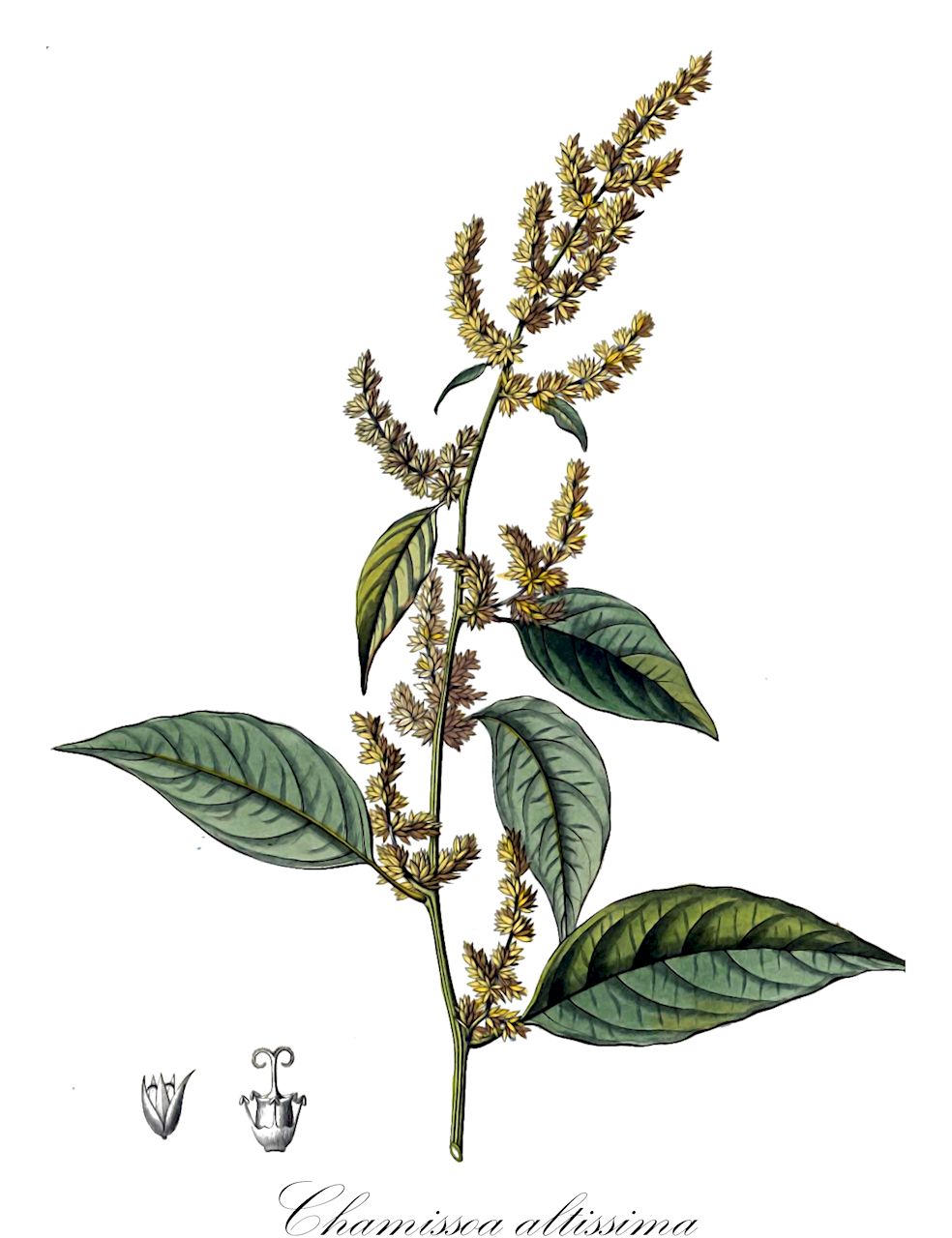Chamissoa altissima - Amaranthaceae,Plantae,Pteridobiotina,Angiosperms,Caryophyllales,Amaranthaceae,Chamissoa,Chamissoa altissima,Achyranthes altissima, Achyranthes baccata, Celosia major, Celosia sparsa, Celosia tomentosa, Chamissoa altissima f. brevistyla, Chamissoa altissima f. longistyla, Chamissoa altissima f. semispicata, Chamissoa altissima subsp. albogrisea, Chamissoa altissima var. altissima, Chamissoa altissima var. brevistyla, Chamissoa altissima var. densiflora, Chamissoa altissima var. densipaniculata, Chamissoa altissima var. glabrata, Chamissoa altissima var. grandispicata, Chamissoa altissima var. laxiflora, Chamissoa altissima var. longistyla, Chamissoa altissima var. rubella, Chamissoa frondosa, Chamissoa macrocarpa, Kokera paniculata