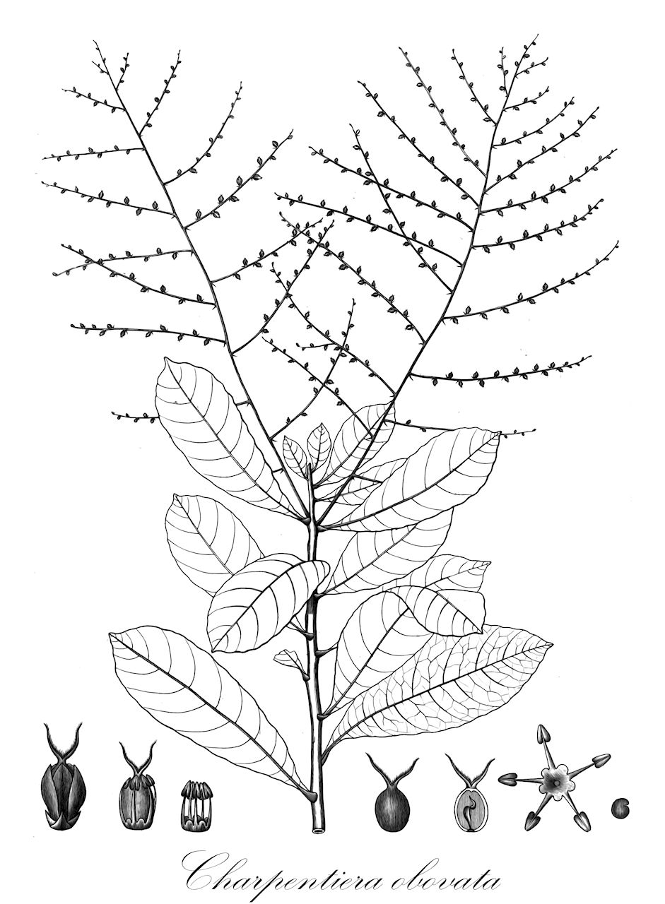 Charpentiera obovata - Amaranthaceae,Plantae,Pteridobiotina,Angiosperms,Caryophyllales,Amaranthaceae,Charpentiera,Charpentiera obovata