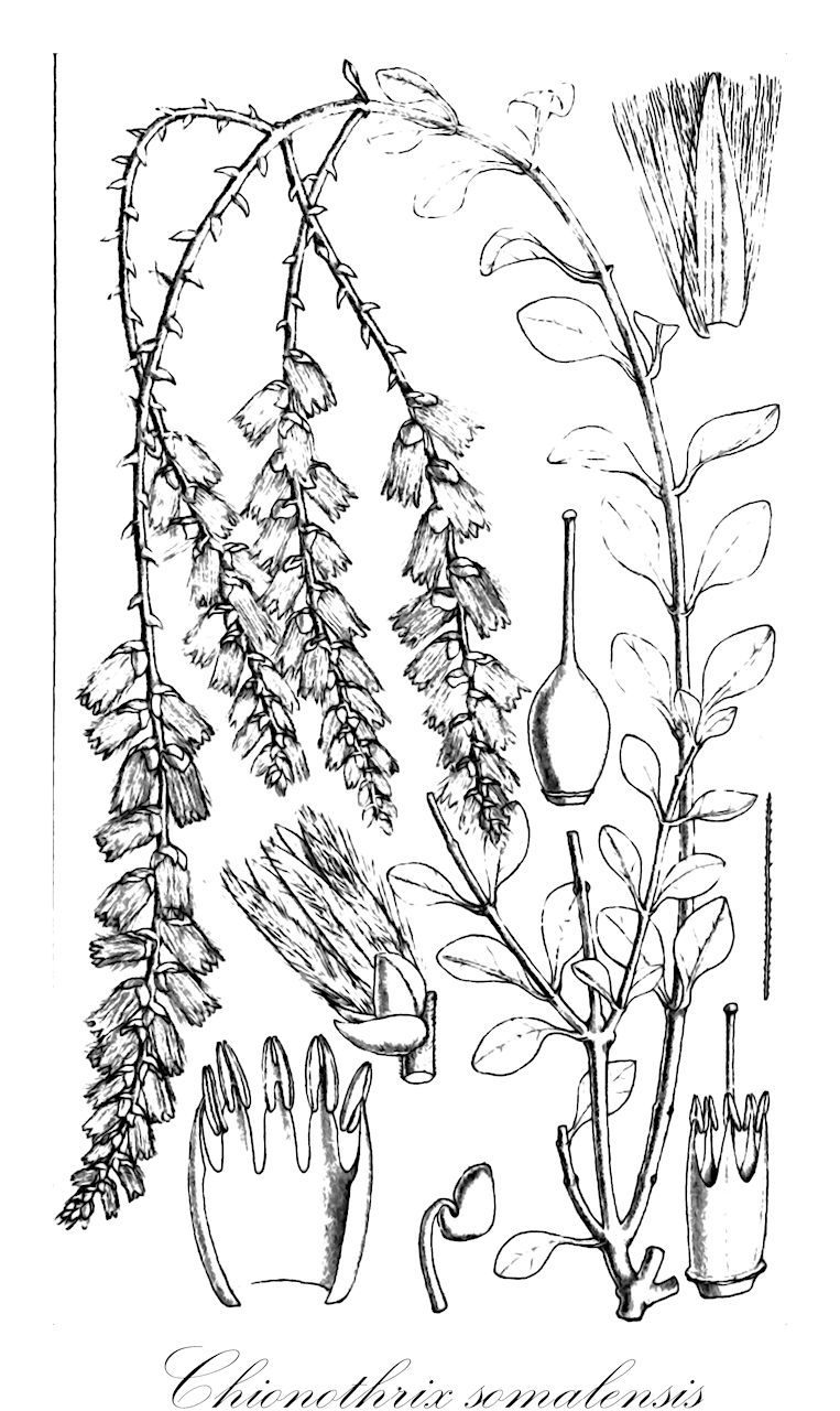 Chionothrix somalensis - Amaranthaceae,Plantae,Pteridobiotina,Angiosperms,Caryophyllales,Amaranthaceae,Chionothrix,Chionothrix somalensis