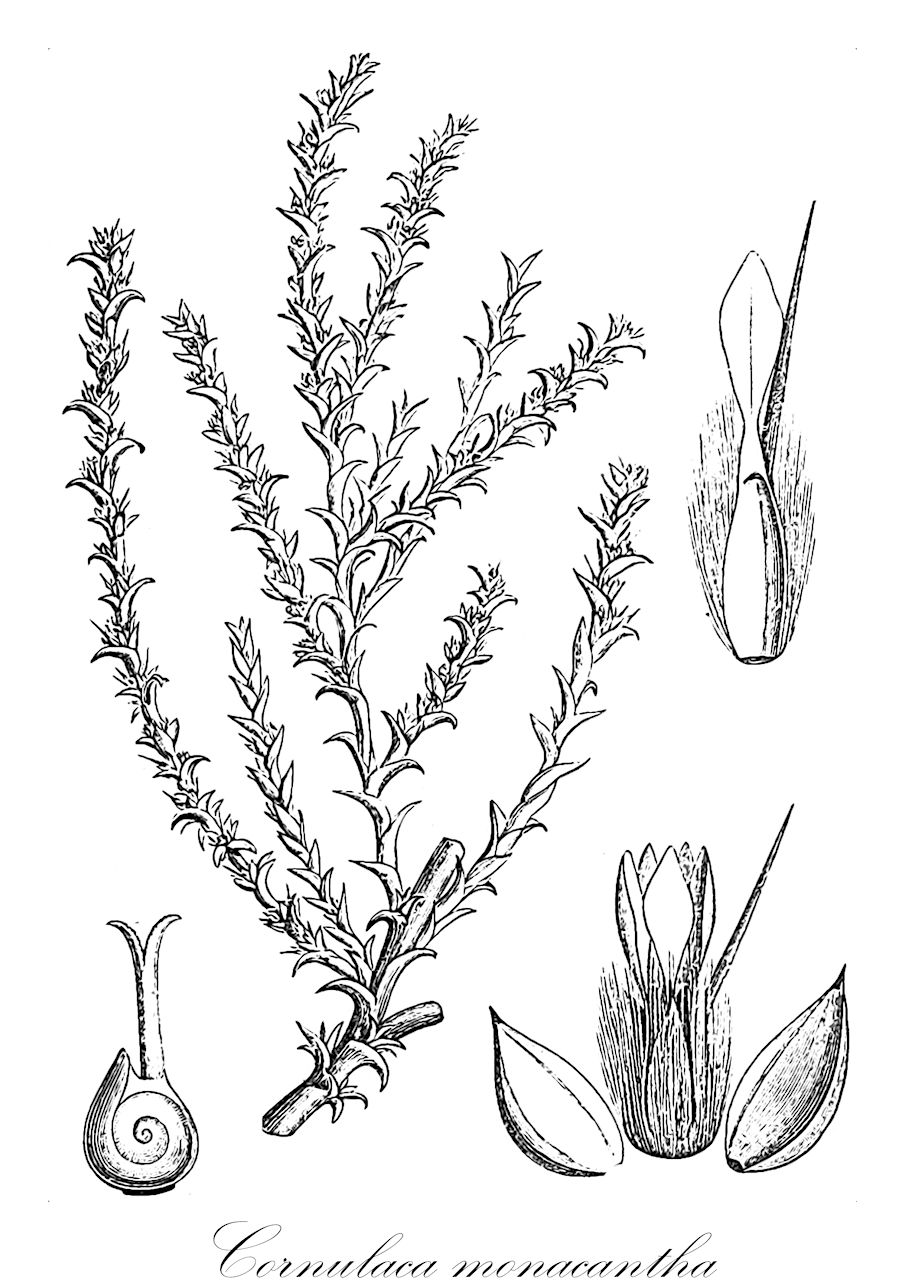 Cornulaca monacantha - Amaranthaceae,Plantae,Pteridobiotina,Angiosperms,Caryophyllales,Amaranthaceae,Cornulaca,Cornulaca monacantha,Cornulaca arabica, Cornulaca monacantha var. diacantha,sarav chad-kotzi;סָרָב חַד-קוֹצִי