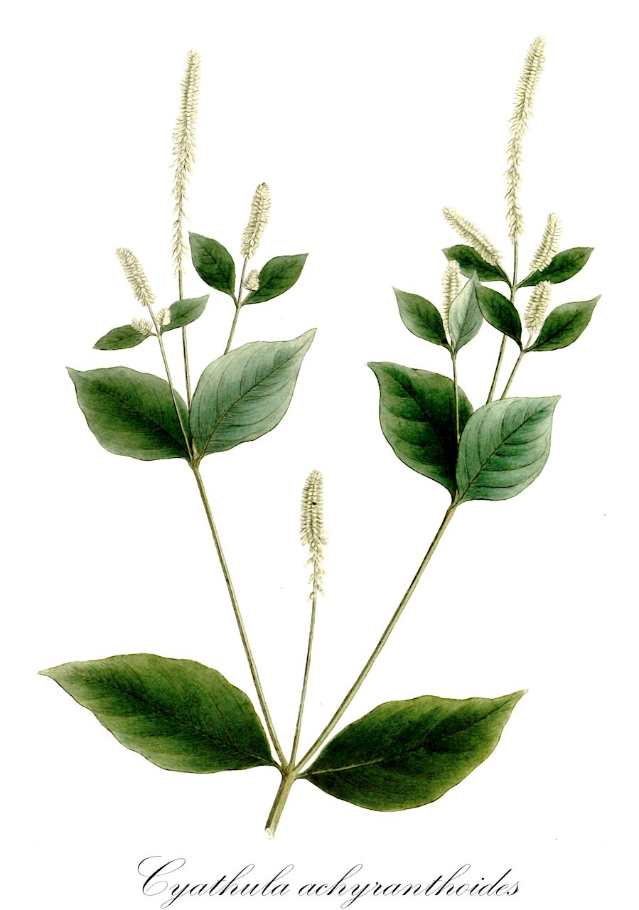 Cyathula achyranthoides - Amaranthaceae,Plantae,Pteridobiotina,Angiosperms,Caryophyllales,Amaranthaceae,Cyathula,Cyathula achyranthoides,Achyranthes geminata, Achyranthes uncinata, Cyathula achyranthoides var. densiflora, Cyathula achyranthoides var. glabrescens, Cyathula geminata, Cyathula prostrata var. achyranthoides, Desmochaeta achyranthoides, Pupalia densiflora