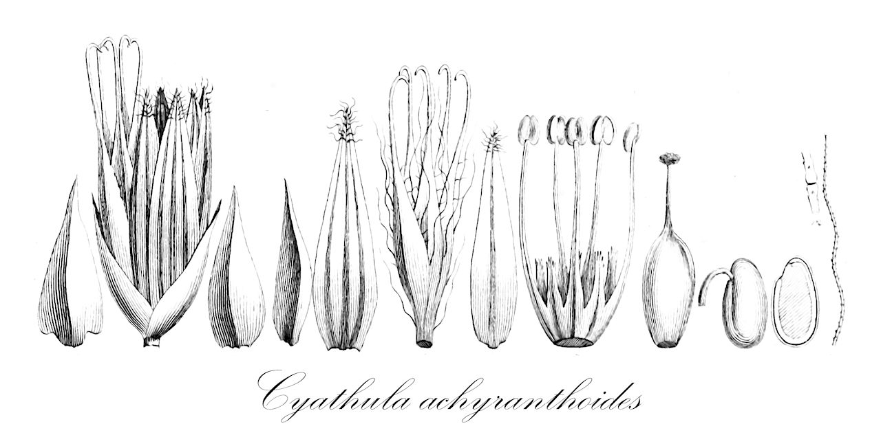 Cyathula achyranthoides - Amaranthaceae,Plantae,Pteridobiotina,Angiosperms,Caryophyllales,Amaranthaceae,Cyathula,Cyathula achyranthoides,Achyranthes geminata, Achyranthes uncinata, Cyathula achyranthoides var. densiflora, Cyathula achyranthoides var. glabrescens, Cyathula geminata, Cyathula prostrata var. achyranthoides, Desmochaeta achyranthoides, Pupalia densiflora