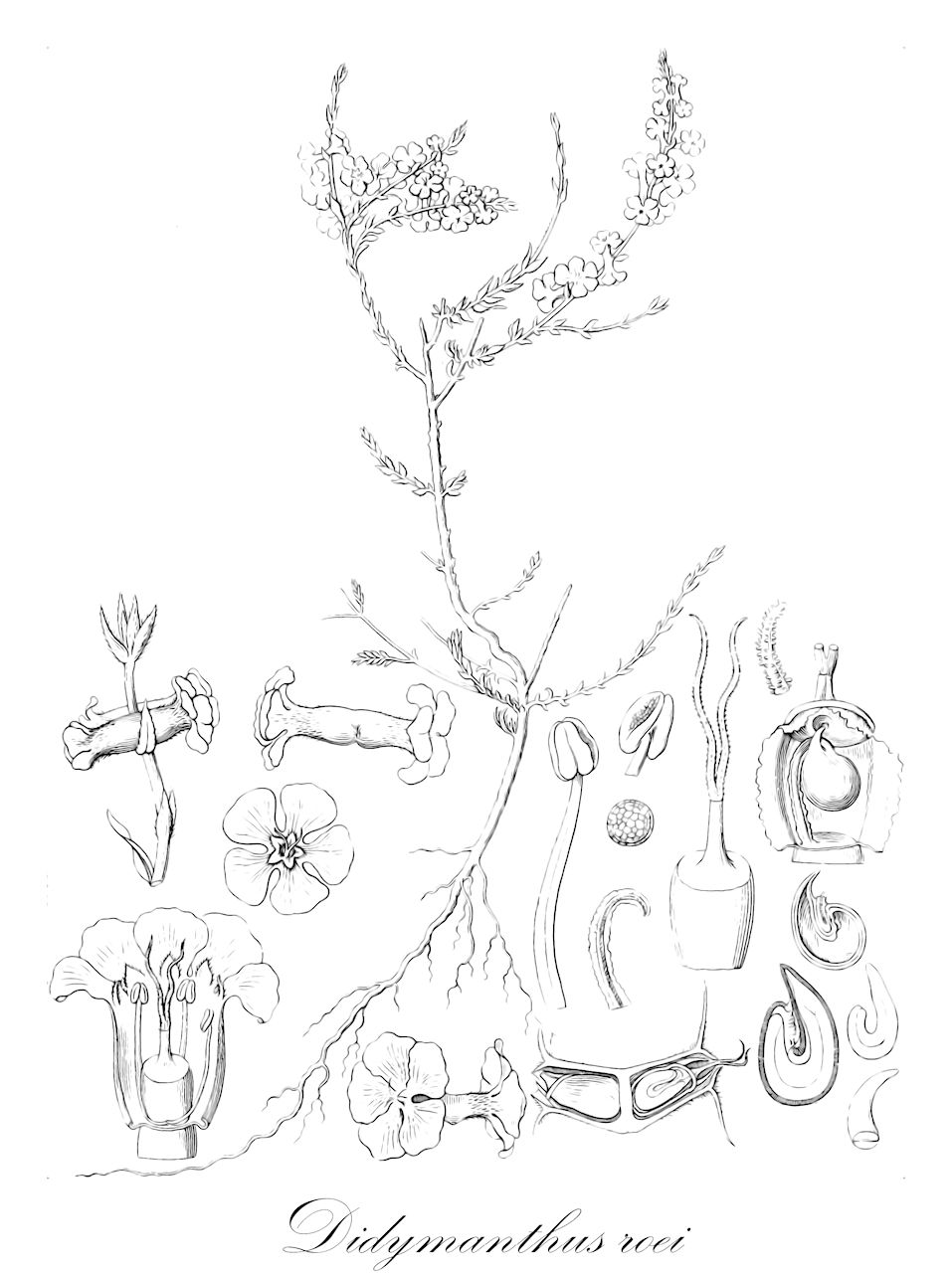 Didymanthus roei - Amaranthaceae,Plantae,Pteridobiotina,Angiosperms,Caryophyllales,Amaranthaceae,Didymanthus,Didymanthus roei