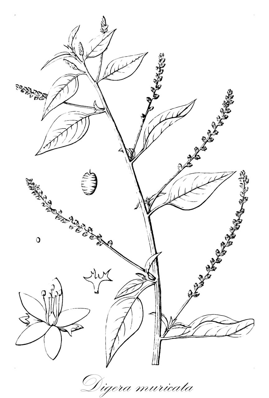 Digera muricata - Amaranthaceae,Plantae,Pteridobiotina,Angiosperms,Caryophyllales,Amaranthaceae,Digera,Digera muricata,Achyranthes alternifolia, Achyranthes alternifolia, Achyranthes ciliata, Achyranthes digera, Achyranthes muricata, Achyranthes polygonoides, Amaranthus arvensis, Amaranthus frutescens, Celosia muricata, Chamissoa arabica, Chamissoa ciliata, Chamissoa commutata, Chamissoa muricata, Cladostachys alternifolia, Cladostachys arborescens, Cladostachys muricata, Desmochaeta alternifolia, Desmochaeta ciliata, Desmochaeta muricata, Digera alternifolia, Digera arvensis, Digera ciliata, Digera forsskaolii, Digera frutescens, Eclotoripa annua, Eclotoripa fruticosa,digerah mesoreget;דִּיגֵרָה מְסֹרֶגֶת