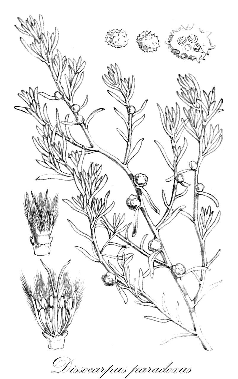 Dissocarpus paradoxus - Amaranthaceae,Plantae,Pteridobiotina,Angiosperms,Caryophyllales,Amaranthaceae,Dissocarpus,Dissocarpus paradoxus,Chenolea paradoxa, Sclerolaena paradoxa