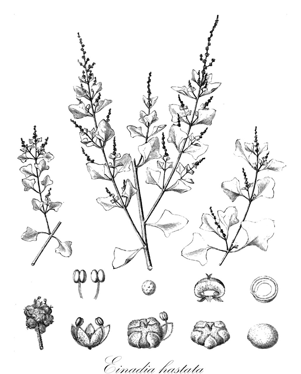 Einadia hastata - Amaranthaceae,Plantae,Pteridobiotina,Angiosperms,Caryophyllales,Amaranthaceae,Einadia,Einadia hastata,Rhagodia hastata