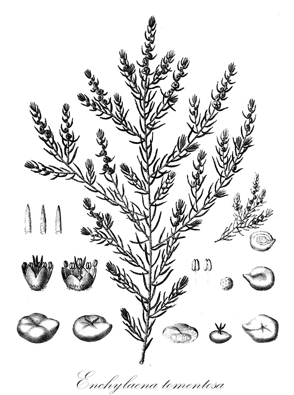 Enchylaena tomentosa - Amaranthaceae,Plantae,Pteridobiotina,Angiosperms,Caryophyllales,Amaranthaceae,Enchylaena,Enchylaena tomentosa,Enchylaena brevifolia, Enchylaena paradoxa, Enchylaena patens, Enchylaena pubescens, Enchylaena tomentosa var. glabra, Enchylaena tomentosa var. tomentosa, Enchylaena tomentosa var. villosa,lechan lavid;לֵחָן לָבִיד
