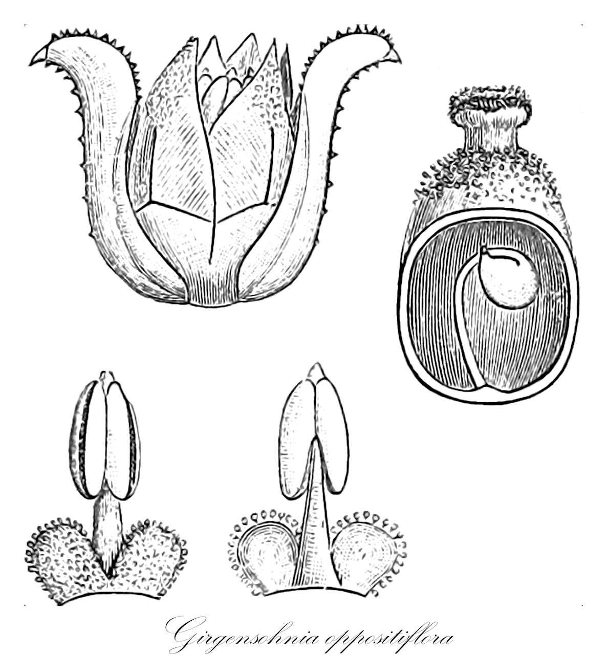 Girgensohnia oppositiflora - Amaranthaceae,Plantae,Pteridobiotina,Angiosperms,Caryophyllales,Amaranthaceae,Girgensohnia,Girgensohnia oppositiflora,Anabasis heteroptera, Girgensohnia gypsophiloides, Girgensohnia heteroptera, Girgensohnia pallasii, Halogeton oppositiflorus, Noaea oppositiflora, Salsola oppositiflora,гиргензония супротивнолистная