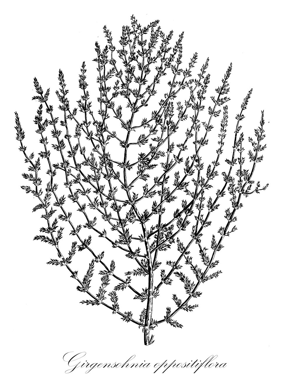 Girgensohnia oppositiflora - Amaranthaceae,Plantae,Pteridobiotina,Angiosperms,Caryophyllales,Amaranthaceae,Girgensohnia,Girgensohnia oppositiflora,Anabasis heteroptera, Girgensohnia gypsophiloides, Girgensohnia heteroptera, Girgensohnia pallasii, Halogeton oppositiflorus, Noaea oppositiflora, Salsola oppositiflora,гиргензония супротивнолистная