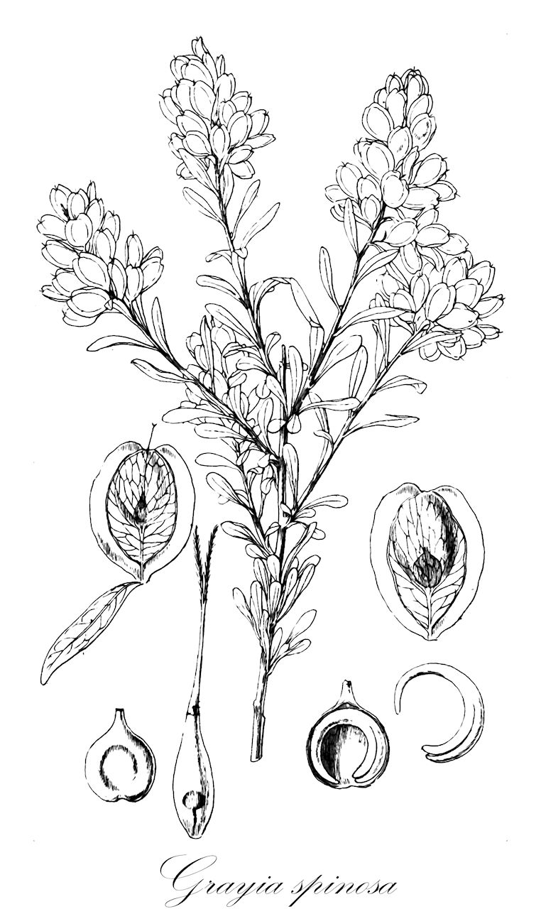 Grayia spinosa - Amaranthaceae,Plantae,Pteridobiotina,Angiosperms,Caryophyllales,Amaranthaceae,Grayia,Grayia spinosa,Atriplex grayi, Atriplex spinosa, Chenopodium spinosum, Grayia polygaloides