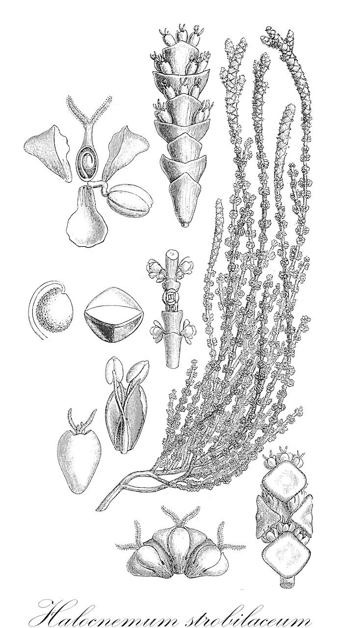Halocnemum strobilaceum - Amaranthaceae,Plantae,Pteridobiotina,Angiosperms,Caryophyllales,Amaranthaceae,Halocnemum,Halocnemum strobilaceum,Halopeplis strobilacea, Salicornia cruciata, Salicornia strobilacea,сарсазан шишковатый;çuvan;haloknemë;сарсазан шишкуватий;savad itzterubbali;סָוָד אִצְטְרֻבָּלִי;yán jié mù;盐节木