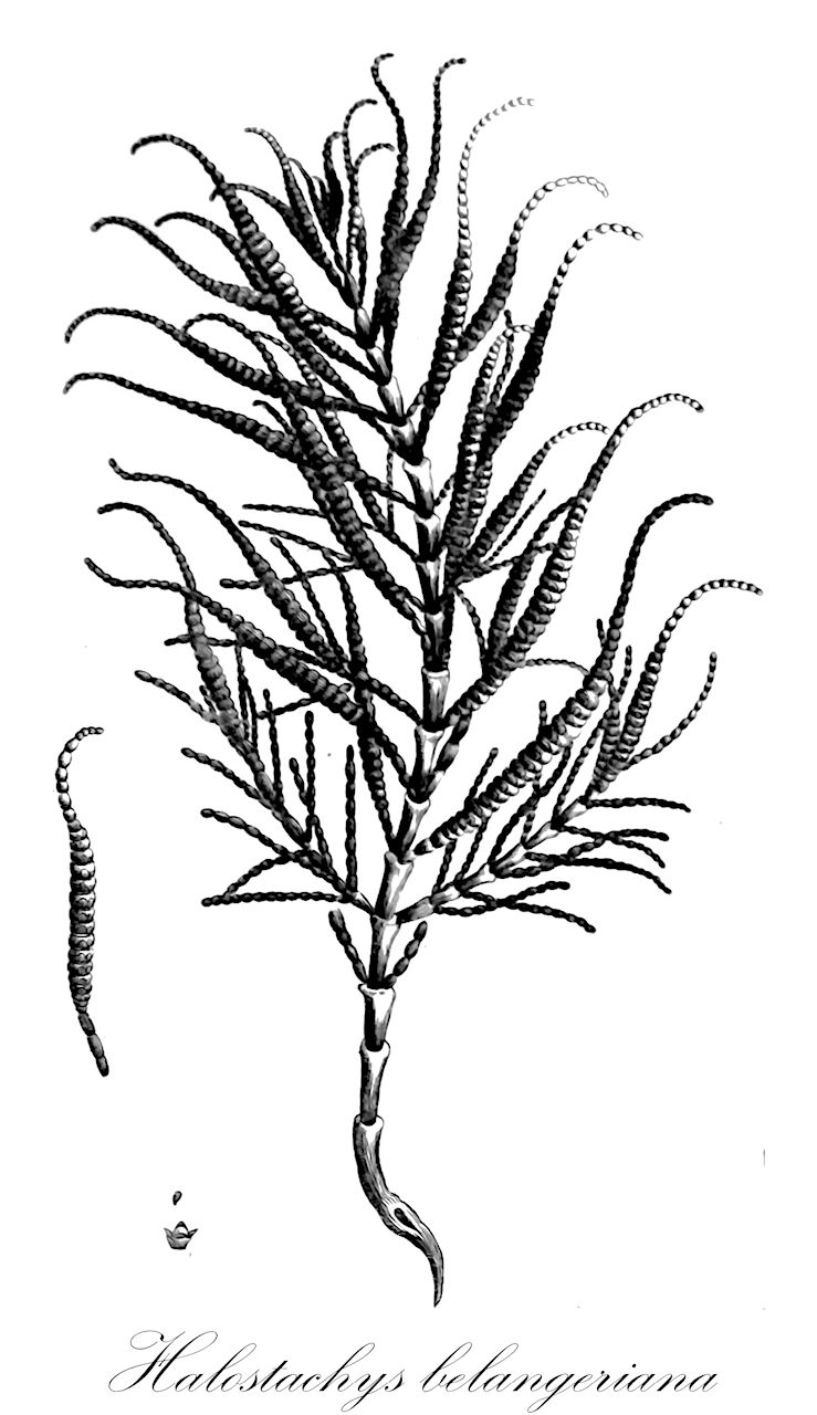 Halostachys belangeriana - Amaranthaceae,Plantae,Pteridobiotina,Angiosperms,Caryophyllales,Amaranthaceae,Halostachys,Halostachys belangeriana,Arthrocnemum belangerianum, Halocnemum caspicum, Halocnemum caspicum var. belangerianum, Halostachys caspica, Salicornia caspica