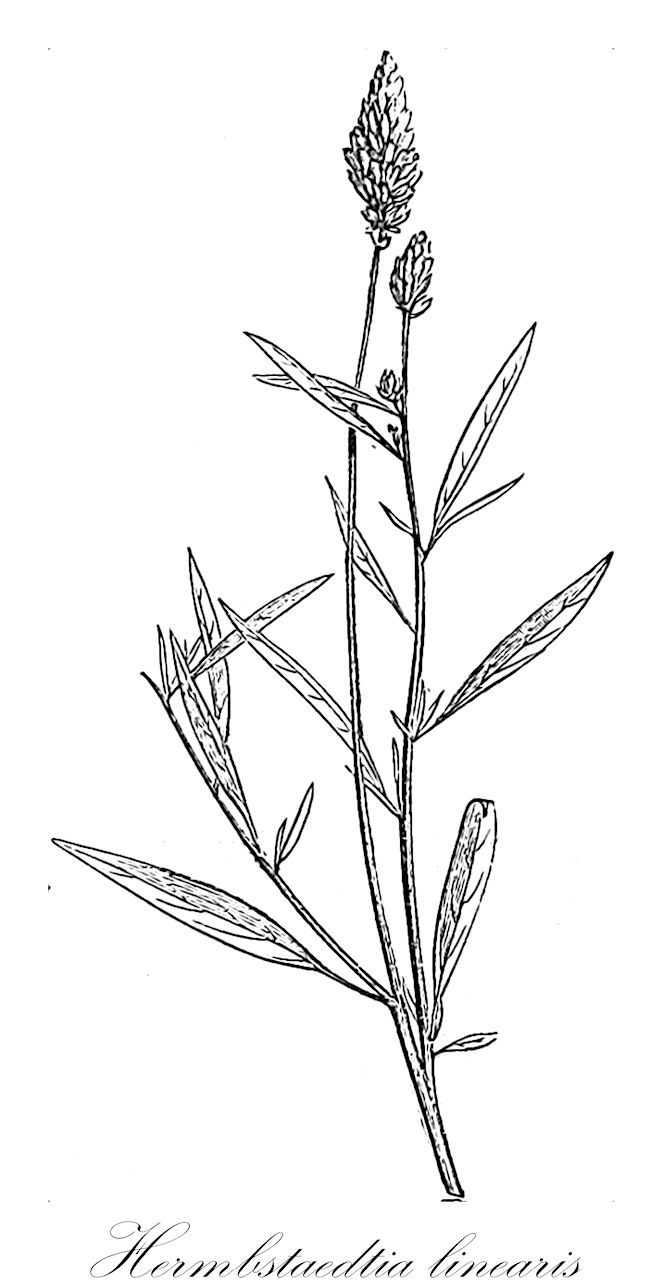 Hermbstaedtia linearis - Amaranthaceae,Plantae,Pteridobiotina,Angiosperms,Caryophyllales,Amaranthaceae,Hermbstaedtia,Hermbstaedtia linearis,Celosia falcata, Celosia linearis, Celosia schinzii, Hermbstaedtia schinzii