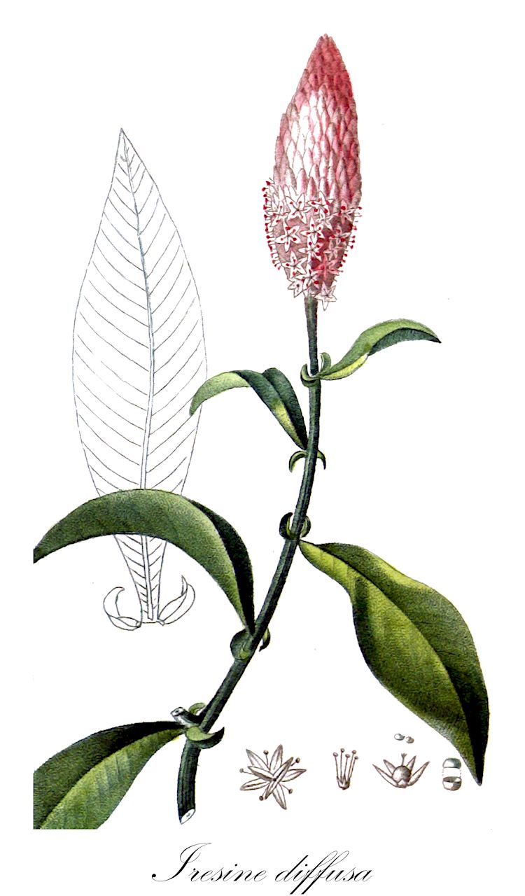 Iresine diffusa - Amaranthaceae,Plantae,Pteridobiotina,Angiosperms,Caryophyllales,Amaranthaceae,Iresine,Iresine diffusa,Alternanthera canescens, Celosia paniculata, Crucita americana, Crucita hispanica, Crucita hispanicoamericana, Cruzeta americana, Cruzeta celosioides, Cruzeta hispanica, Gonufas paniculata, Iresine acuminata, Iresine canescens, Iresine celosia, Iresine celosia subsp. tomentosa, Iresine celosia var. diffusa, Iresine celosioides, Iresine celosioides var. eriophylla, Iresine celosioides var. macrophylla, Iresine celosioides var. nicotianoides, Iresine celosioides var. pubescens, Iresine diffusa var. diffusa, Iresine elongata, Iresine eriophora, Iresine eriophylla, Iresine floribunda, Iresine gossypiantha, Iresine havanensis, Iresine hookeri, Iresine mutisii, Iresine paniculata, Iresine paniculata var. floridana, Iresine parvifolia, Iresine polymorpha, Iresine polymorpha var. alopecuroidea, Iresine polymorpha var. effusa, Iresine polymorpha var. verticillata, Iresine spiculigera var. pauciglandulosa, Iresine verticillata, Trommsdorffia canescens, Xerandra celosioides,juba's bush