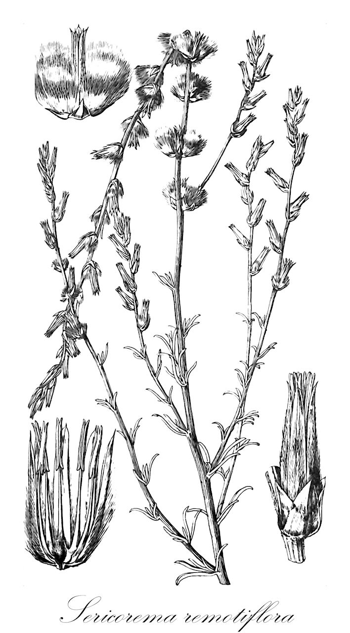 Sericorema remotiflora - Amaranthaceae,Plantae,Pteridobiotina,Angiosperms,Caryophyllales,Amaranthaceae,Sericorema,Sericorema remotiflora,Pupalia remotiflora, Sericocoma remotiflora, Trichinium remotiflorum