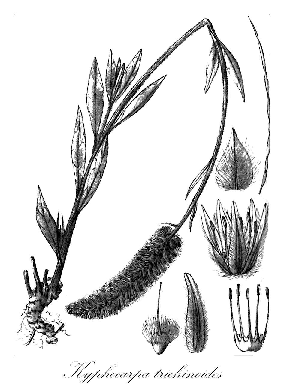 Kyphocarpa trichinoides - Amaranthaceae,Plantae,Pteridobiotina,Angiosperms,Caryophyllales,Amaranthaceae,Kyphocarpa,Kyphocarpa trichinoides,Sericocoma chrysurus, Sericocoma trichinoides, Trichinium chrysurus