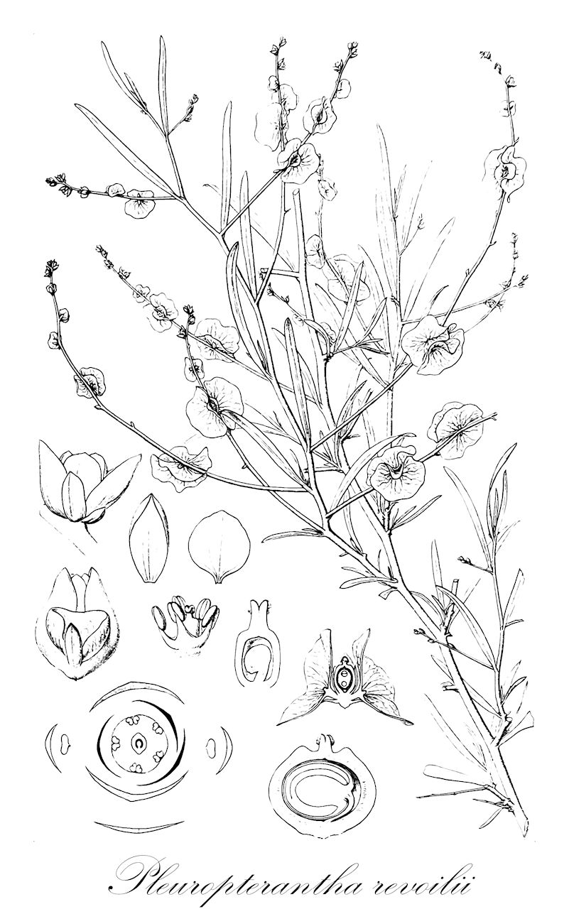 Pleuropterantha revoilii - Amaranthaceae,Plantae,Pteridobiotina,Angiosperms,Caryophyllales,Amaranthaceae,Pleuropterantha,Pleuropterantha revoilii