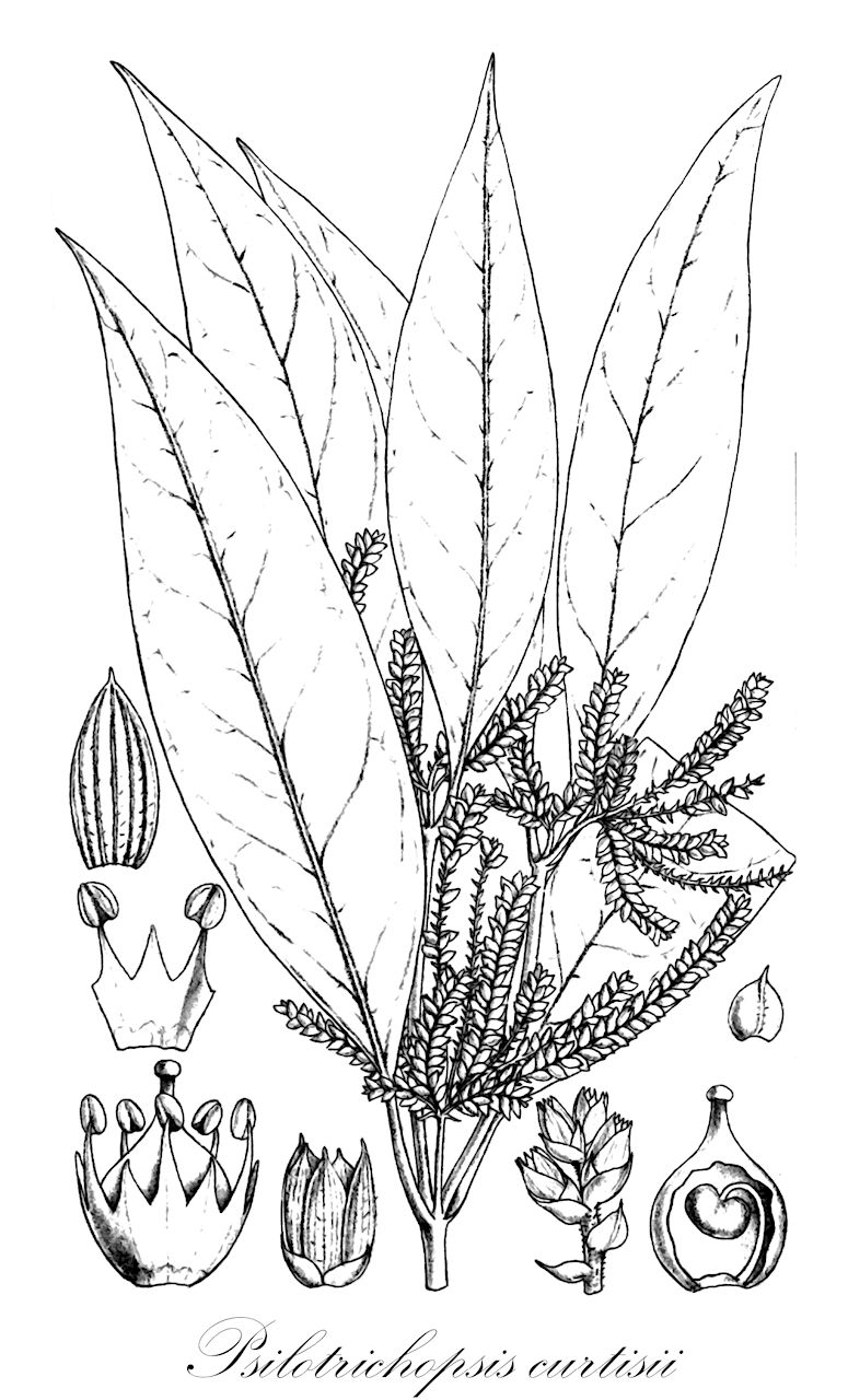 Psilotrichopsis curtisii - Amaranthaceae,Plantae,Pteridobiotina,Angiosperms,Caryophyllales,Amaranthaceae,Psilotrichopsis,Psilotrichopsis curtisii