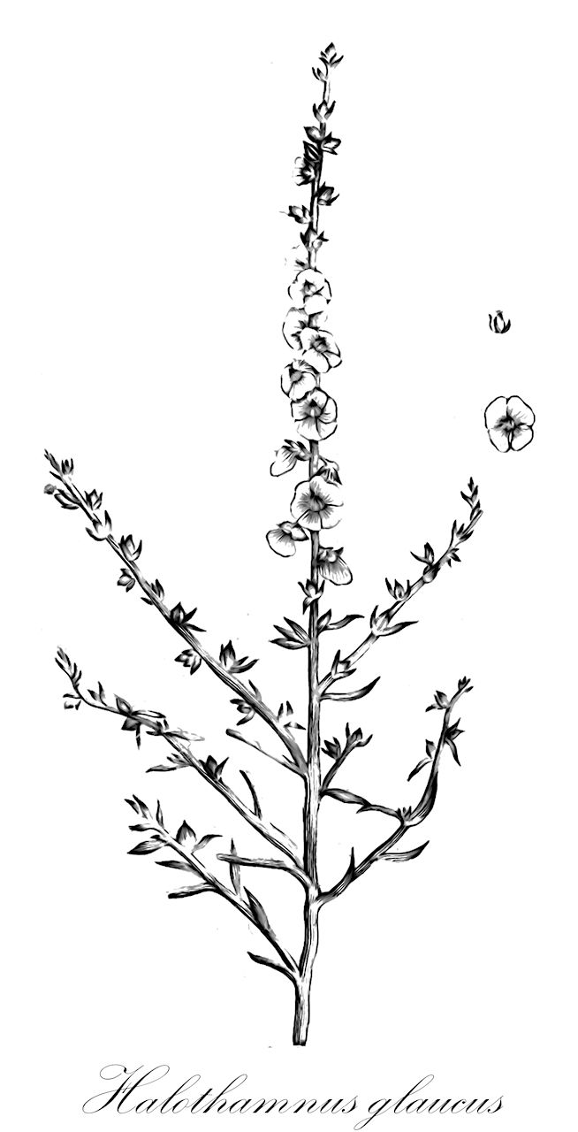 Halothamnus glaucus - Amaranthaceae,Aellenia glauca subsp. euglauca, Aellenia glauca subsp. hispidula, Salsola glauca, Salsola hispidula, Salsola spicata,Plantae,Pteridobiotina,Angiosperms,Caryophyllales,Amaranthaceae,Halothamnus,Halothamnus glaucus
