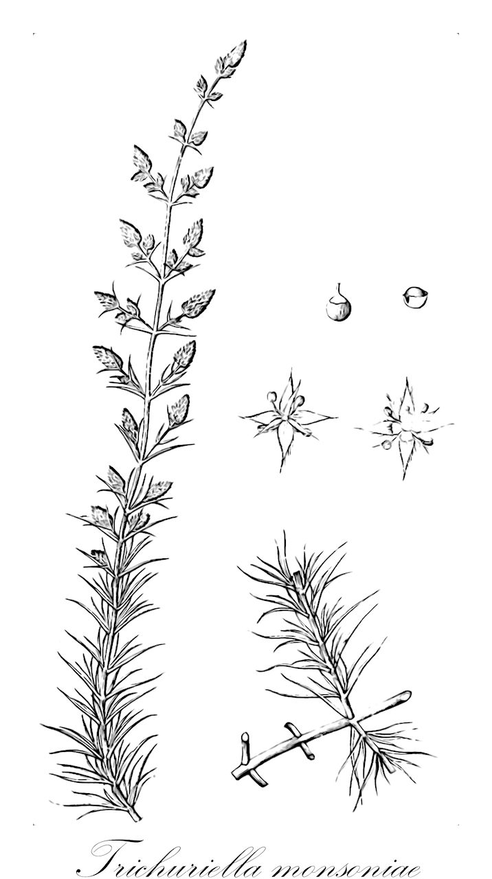 Trichuriella monsoniae - Amaranthaceae,Plantae,Pteridobiotina,Angiosperms,Caryophyllales,Amaranthaceae,Trichuriella,Trichuriella monsoniae,Aerva monsoniae, Illecebrum monsoniae, Trichurus monsoniae