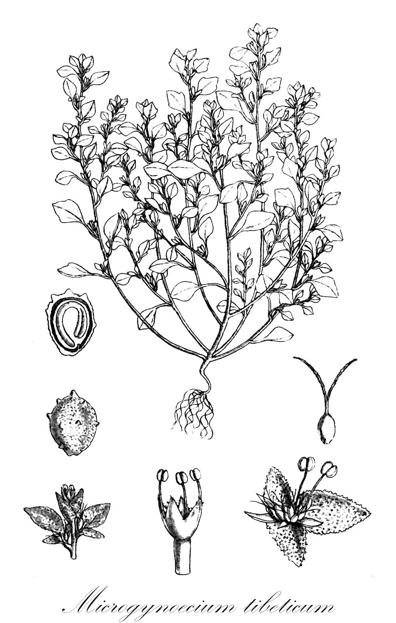 Microgynoecium tibeticum - Amaranthaceae,Plantae,Pteridobiotina,Angiosperms,Caryophyllales,Amaranthaceae,Microgynoecium,Microgynoecium tibeticum