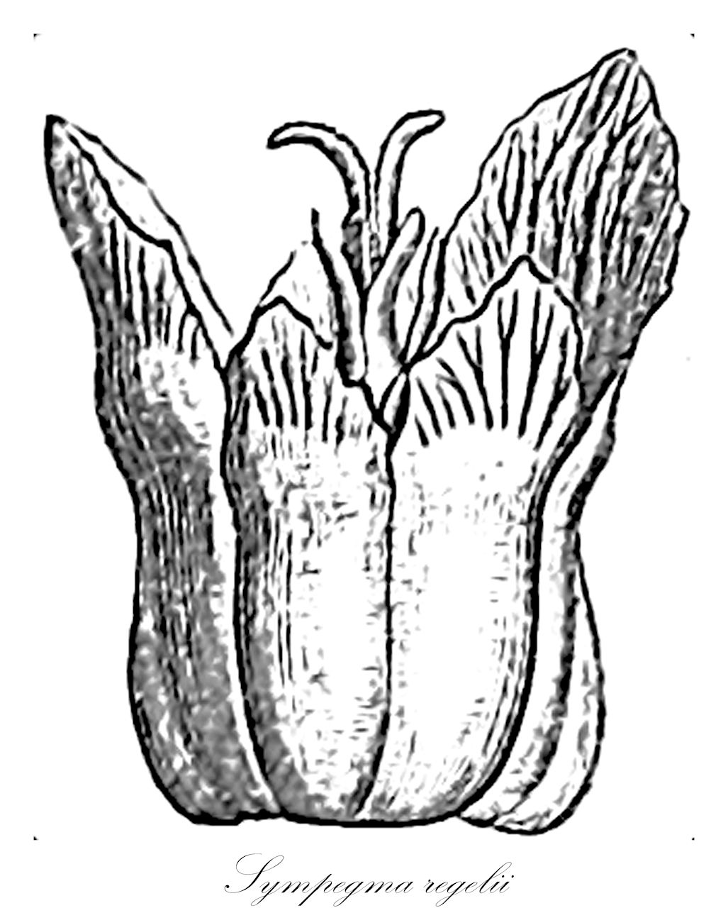 Sympegma regelii - Amaranthaceae,Plantae,Pteridobiotina,Angiosperms,Caryophyllales,Amaranthaceae,Sympegma,Sympegma regelii