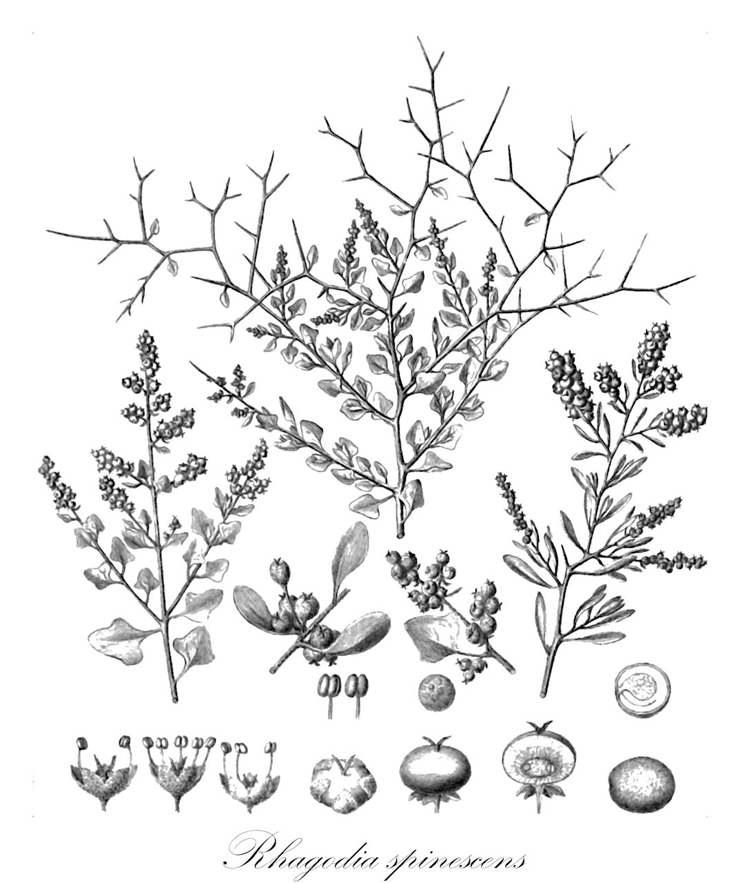 Rhagodia spinescens - Amaranthaceae,Plantae,Pteridobiotina,Angiosperms,Caryophyllales,Amaranthaceae,Rhagodia,Rhagodia spinescens,Rhagodia deltophylla, Rhagodia spinescens var. deltophylla